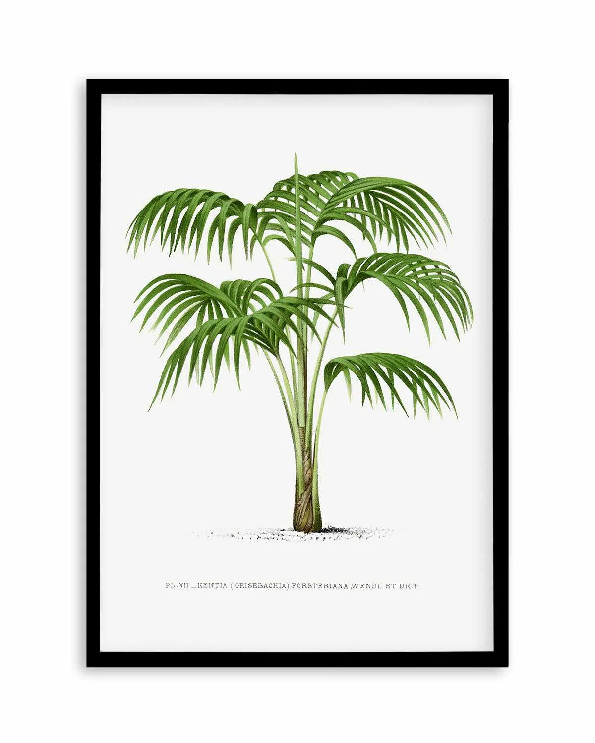 Kentia Forteriana Vintage Palm Poster Art Print from Olive et Oriel where you can shop wallpaper and artworks online