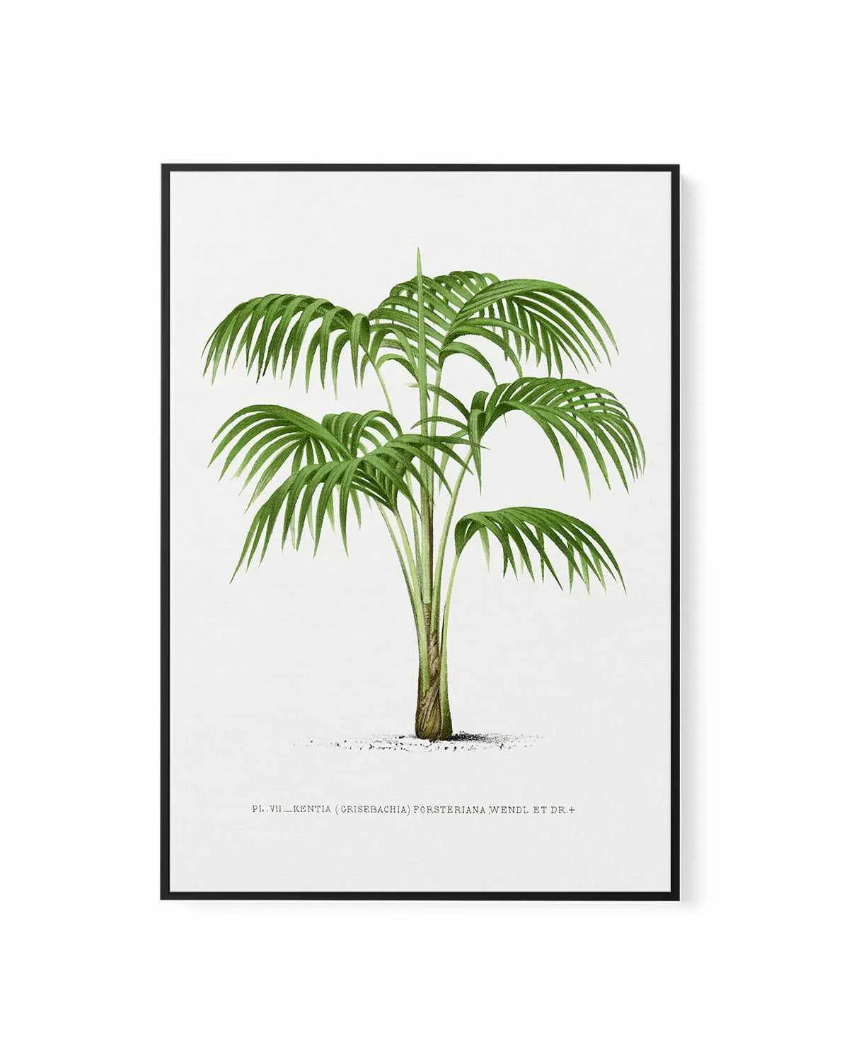 Kentia Forteriana Vintage Palm Poster | Framed Canvas Art Print from Olive et Oriel where you can shop wallpaper and artworks online
