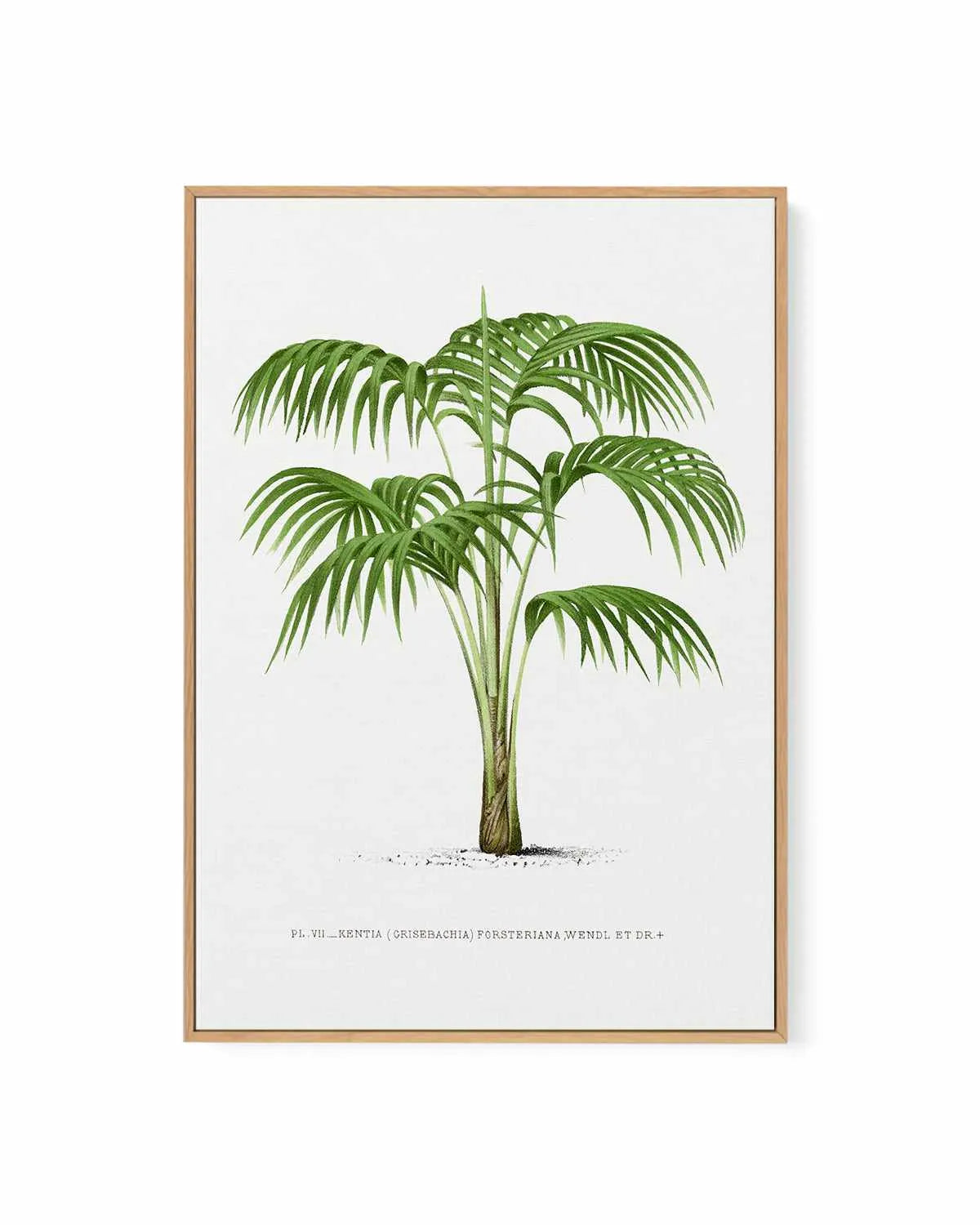 Kentia Forteriana Vintage Palm Poster | Framed Canvas Art Print from Olive et Oriel where you can shop wallpaper and artworks online