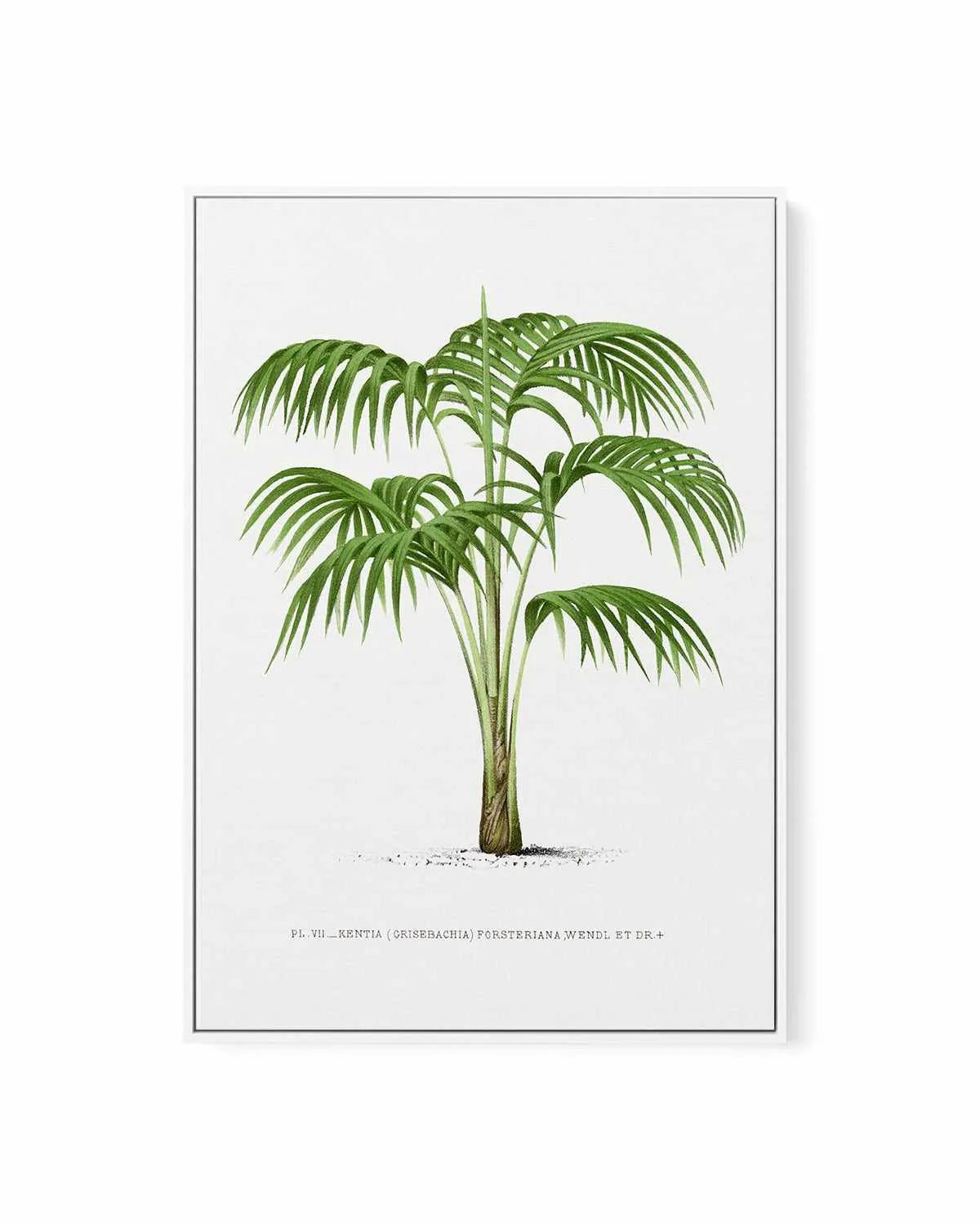 Kentia Forteriana Vintage Palm Poster | Framed Canvas Art Print from Olive et Oriel where you can shop wallpaper and artworks online