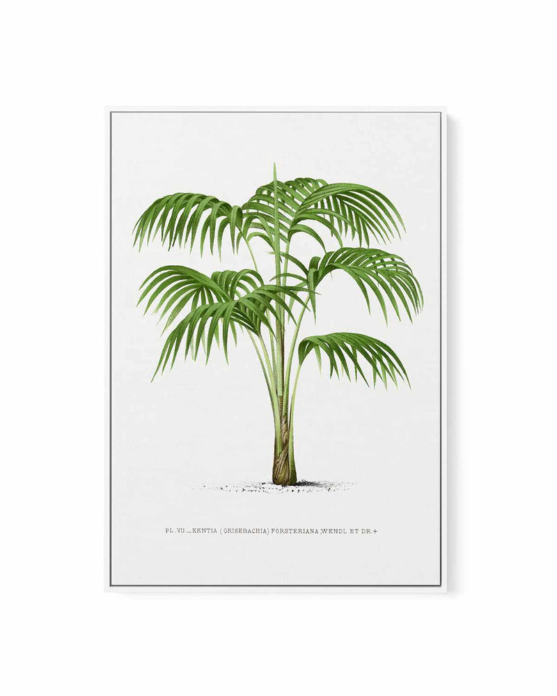 Kentia Forteriana Vintage Palm Poster | Framed Canvas Art Print