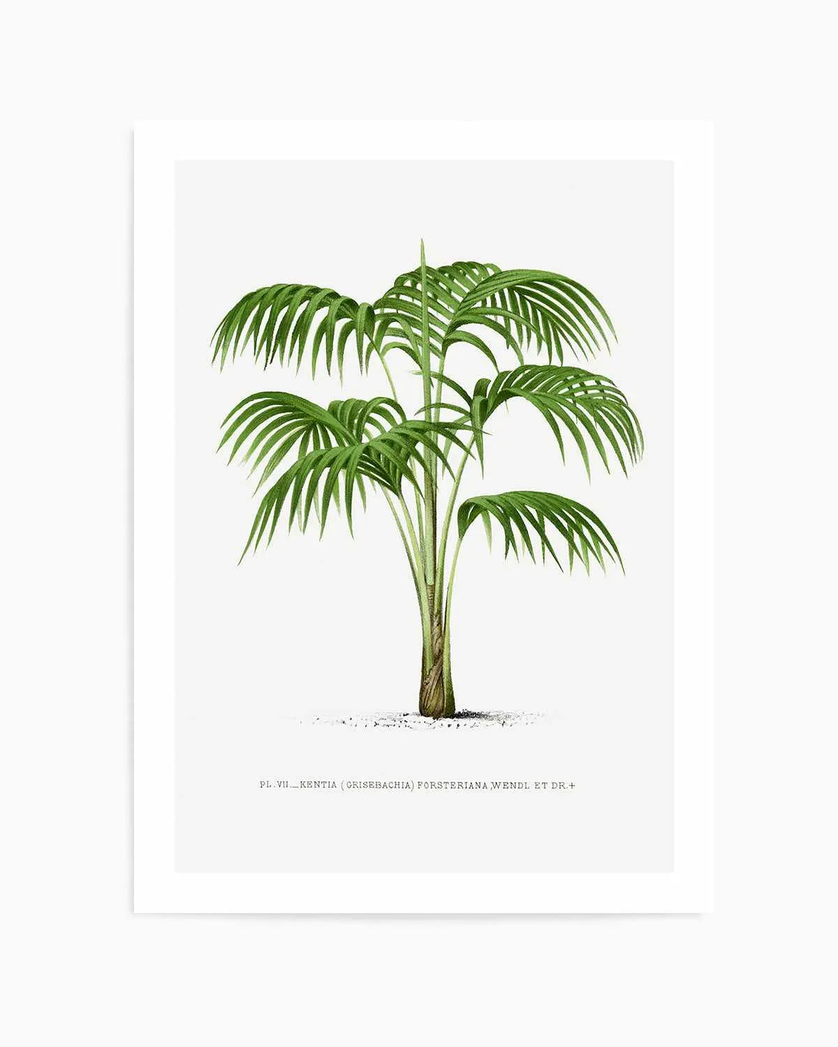 Kentia Forteriana Vintage Palm Poster Art Print from Olive et Oriel where you can shop wallpaper and artworks online