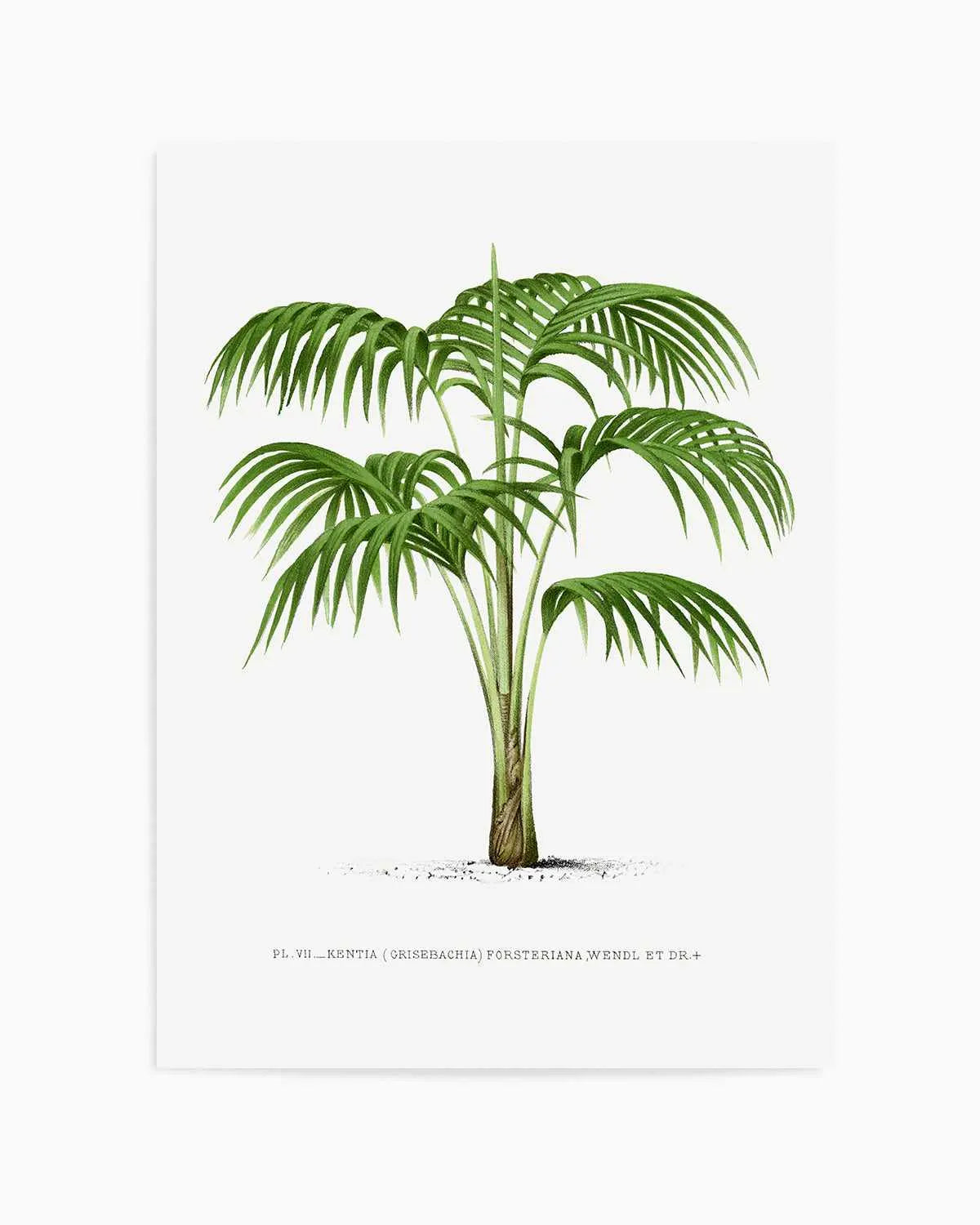 Kentia Forteriana Vintage Palm Poster Art Print from Olive et Oriel where you can shop wallpaper and artworks online