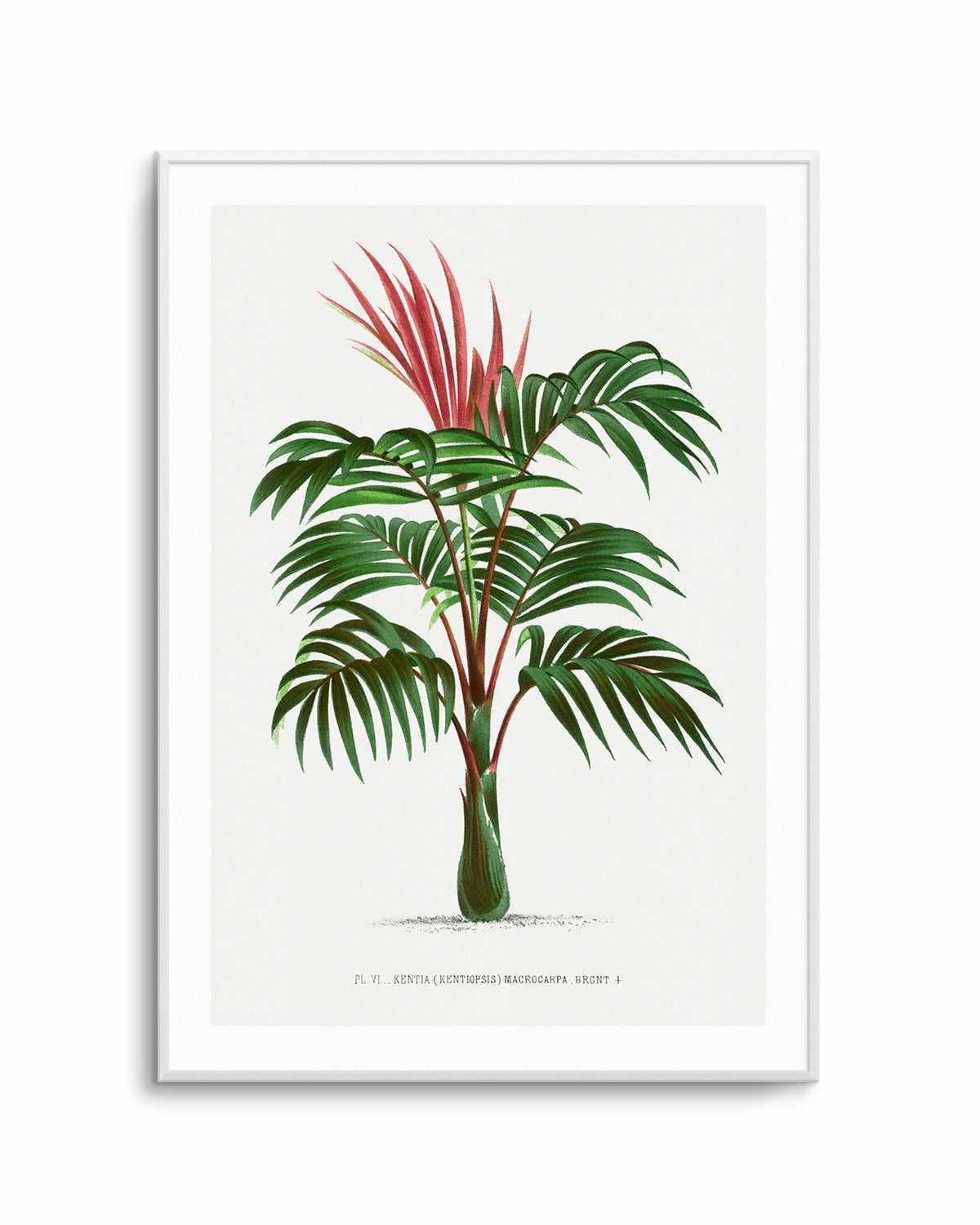 Kentia Macrocarpa Vintage Palm Poster Art Print