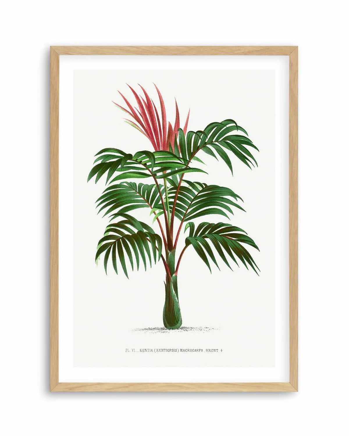 Kentia Macrocarpa Vintage Palm Poster Art Print from Olive et Oriel where you can shop wallpaper and artworks online