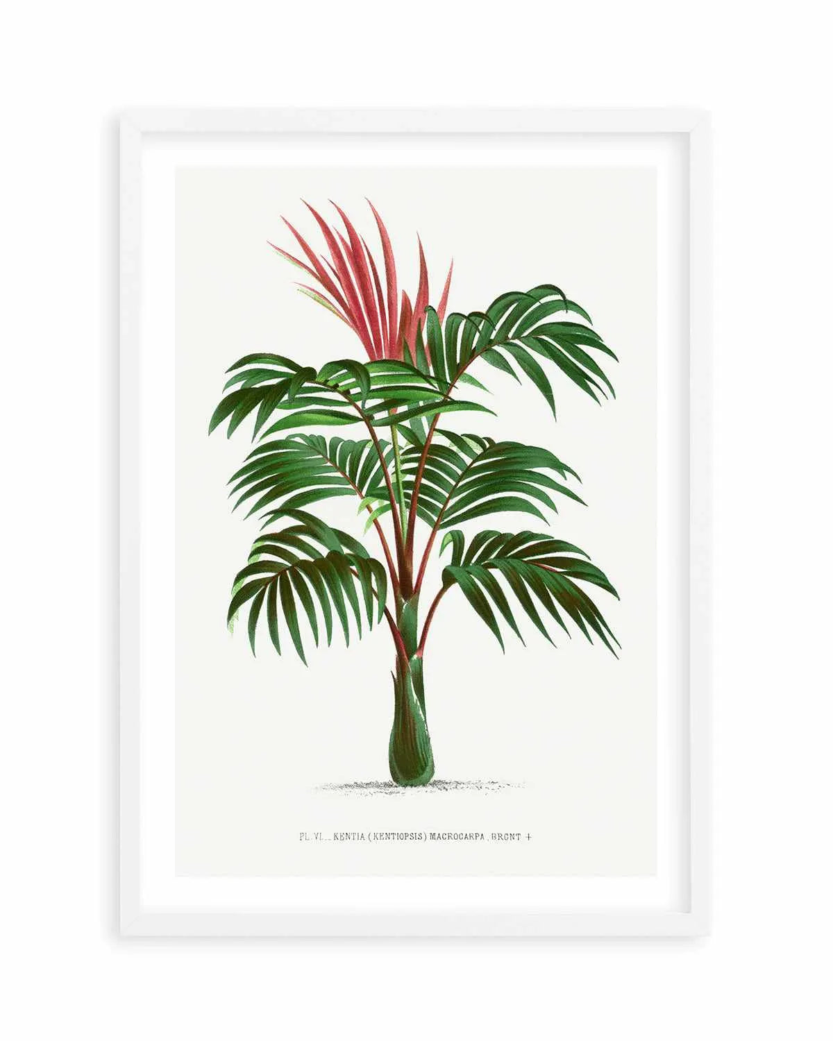 Kentia Macrocarpa Vintage Palm Poster Art Print from Olive et Oriel where you can shop wallpaper and artworks online