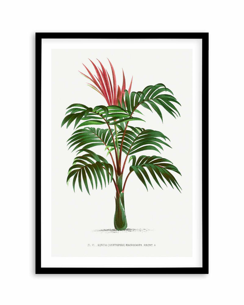 Kentia Macrocarpa Vintage Palm Poster Art Print