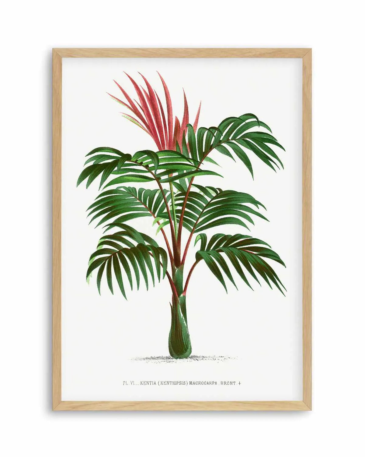 Kentia Macrocarpa Vintage Palm Poster Art Print from Olive et Oriel where you can shop wallpaper and artworks online