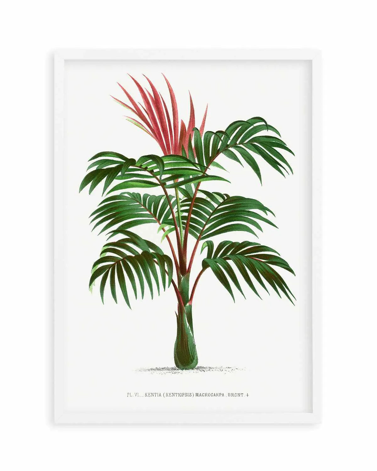 Kentia Macrocarpa Vintage Palm Poster Art Print from Olive et Oriel where you can shop wallpaper and artworks online
