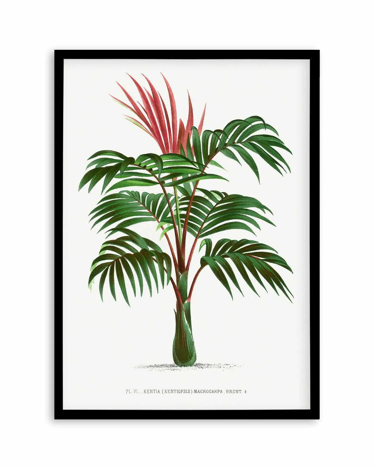 Kentia Macrocarpa Vintage Palm Poster Art Print from Olive et Oriel where you can shop wallpaper and artworks online