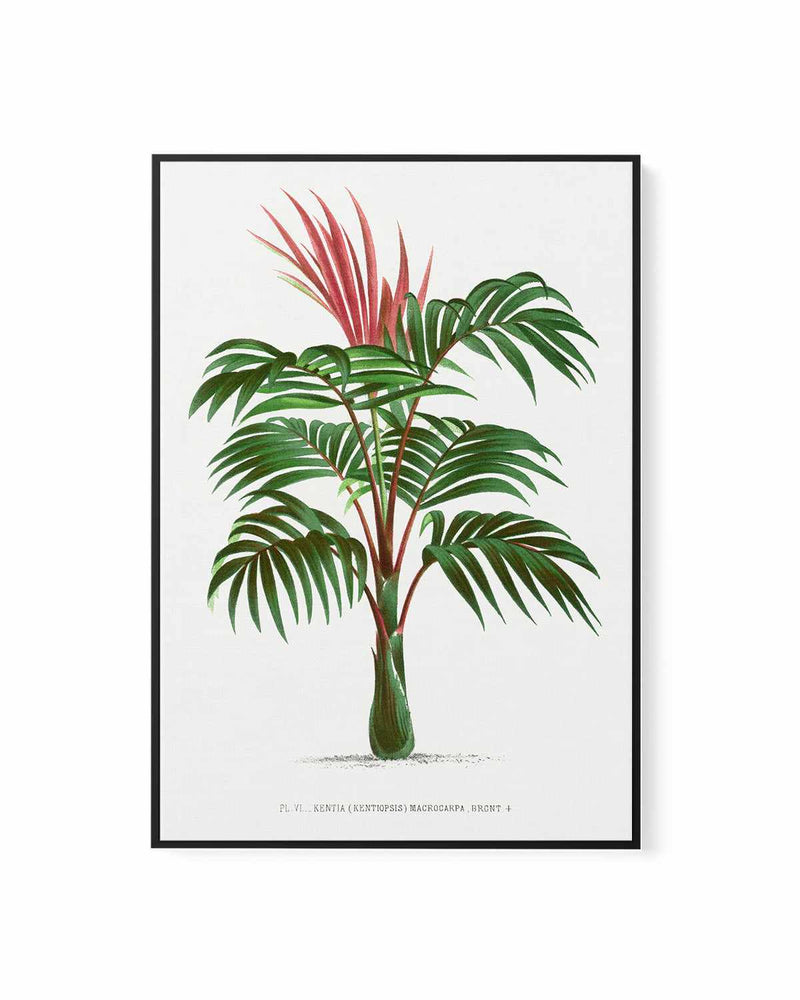 Kentia Macrocarpa Vintage Palm Poster | Framed Canvas Art Print