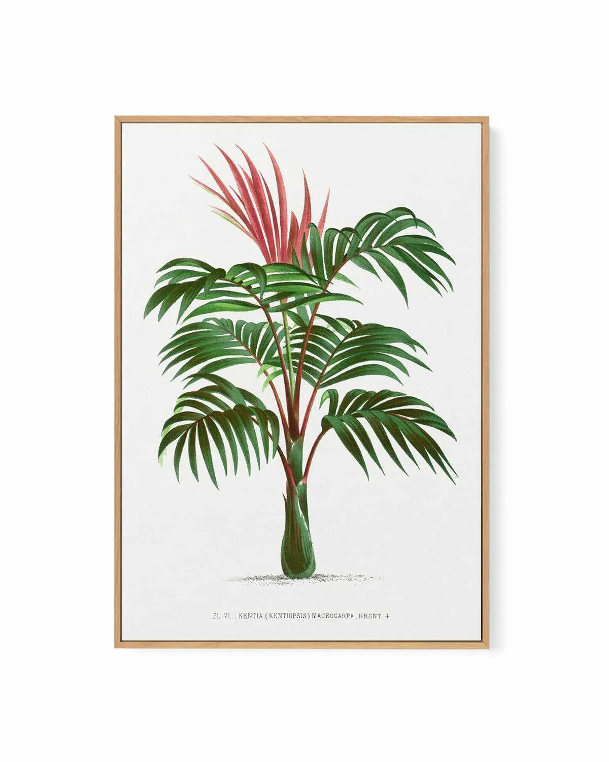 Kentia Macrocarpa Vintage Palm Poster | Framed Canvas Art Print from Olive et Oriel where you can shop wallpaper and artworks online