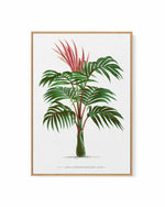 Kentia Macrocarpa Vintage Palm Poster | Framed Canvas Art Print