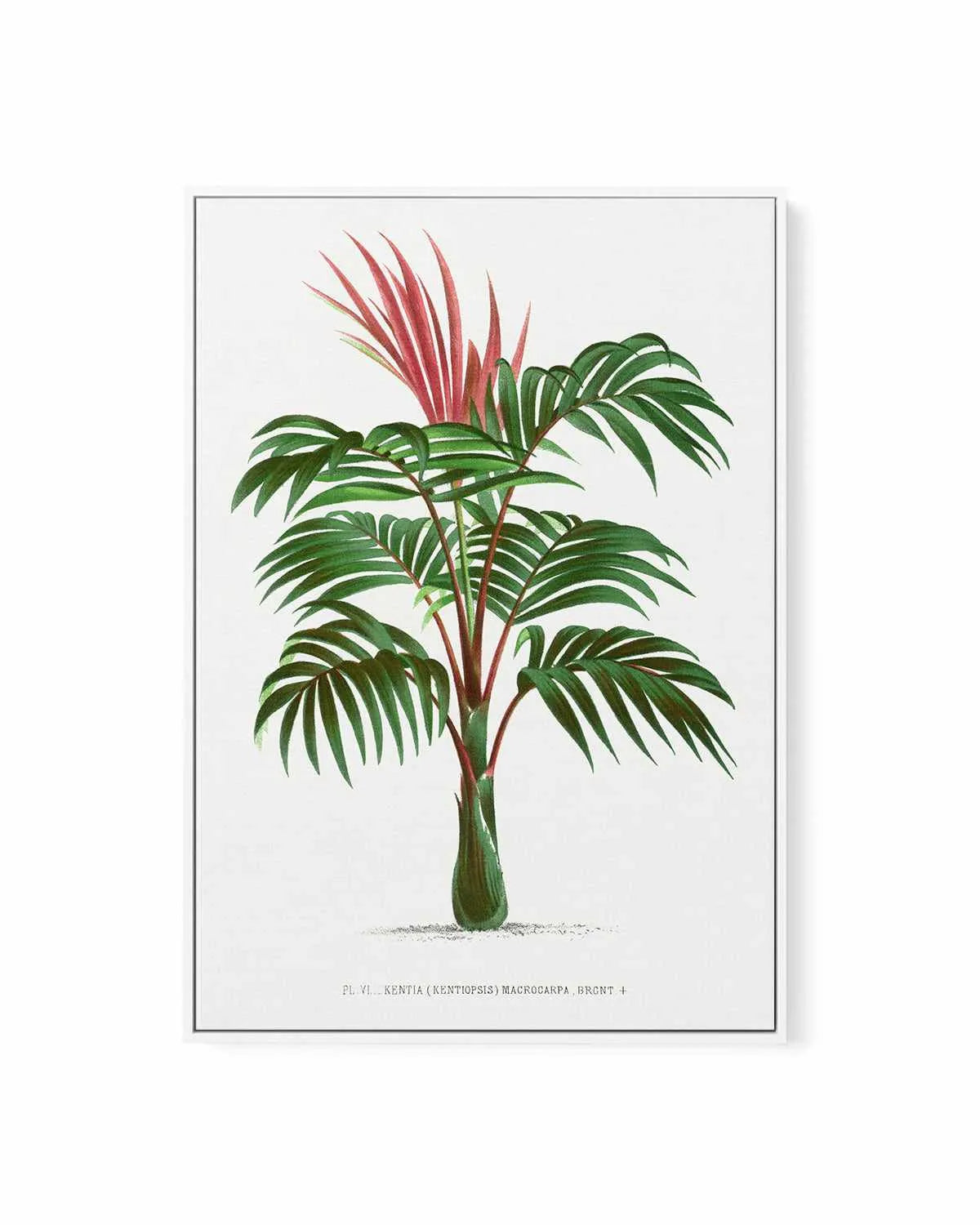 Kentia Macrocarpa Vintage Palm Poster | Framed Canvas Art Print from Olive et Oriel where you can shop wallpaper and artworks online