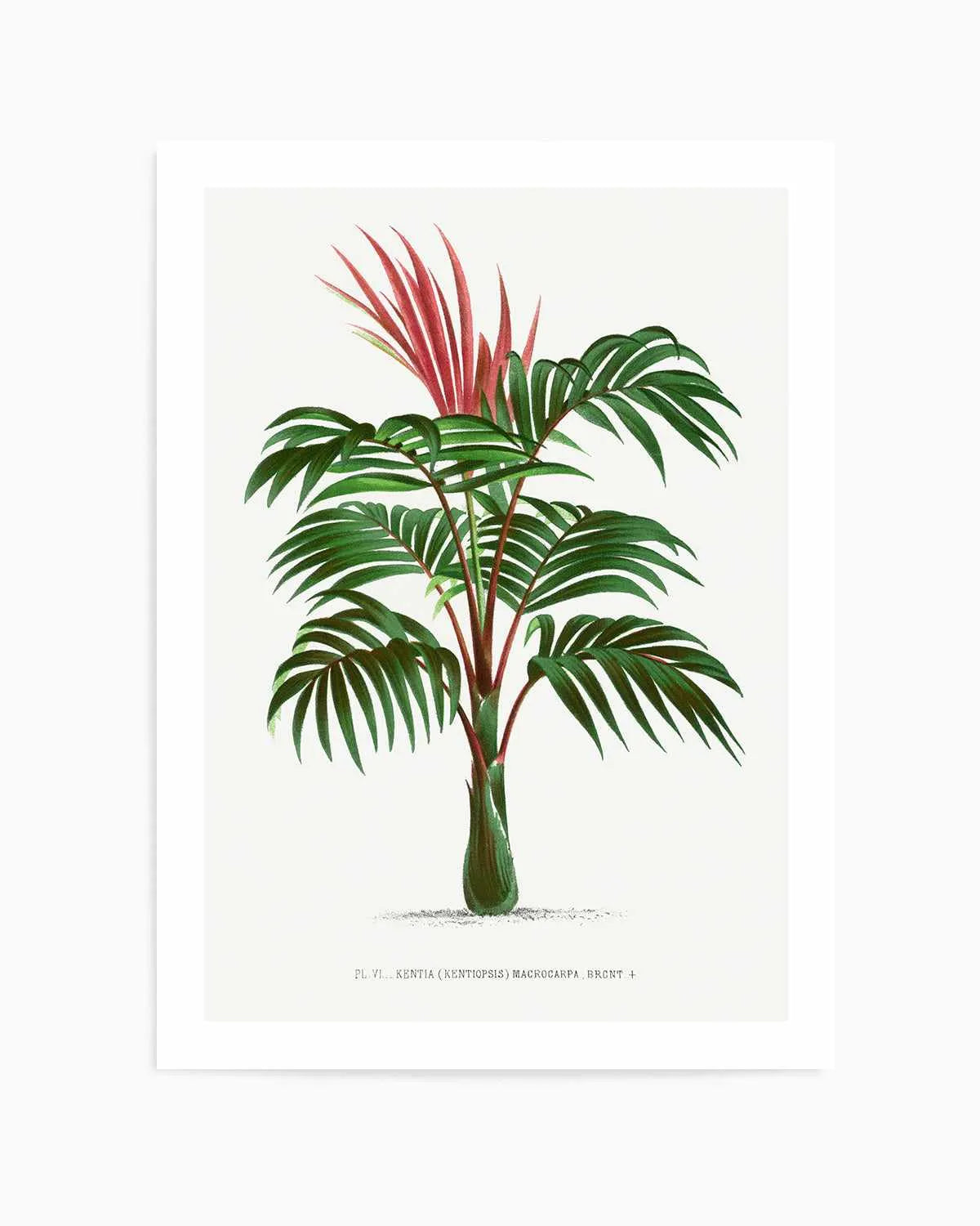 Kentia Macrocarpa Vintage Palm Poster Art Print from Olive et Oriel where you can shop wallpaper and artworks online