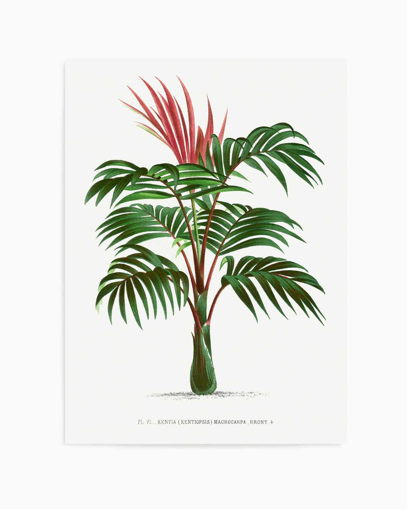 Kentia Macrocarpa Vintage Palm Poster Art Print