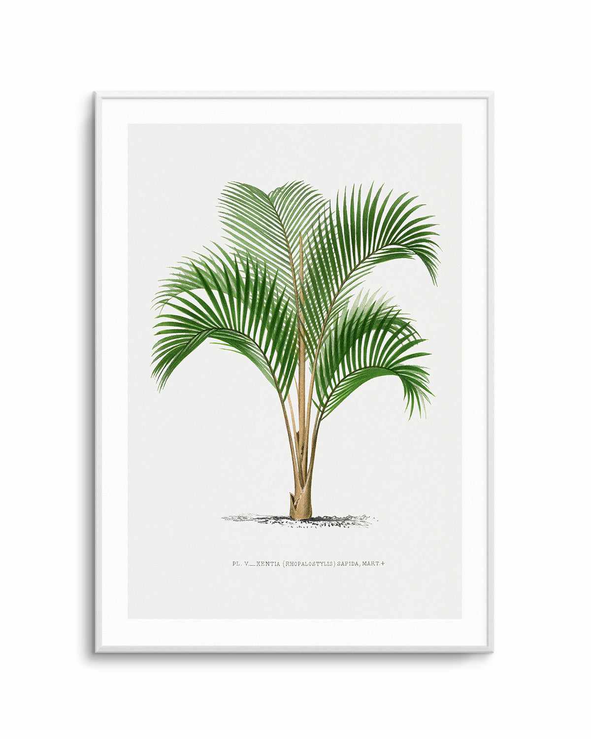 Kentia Sapida Vintage Palm Poster Art Print