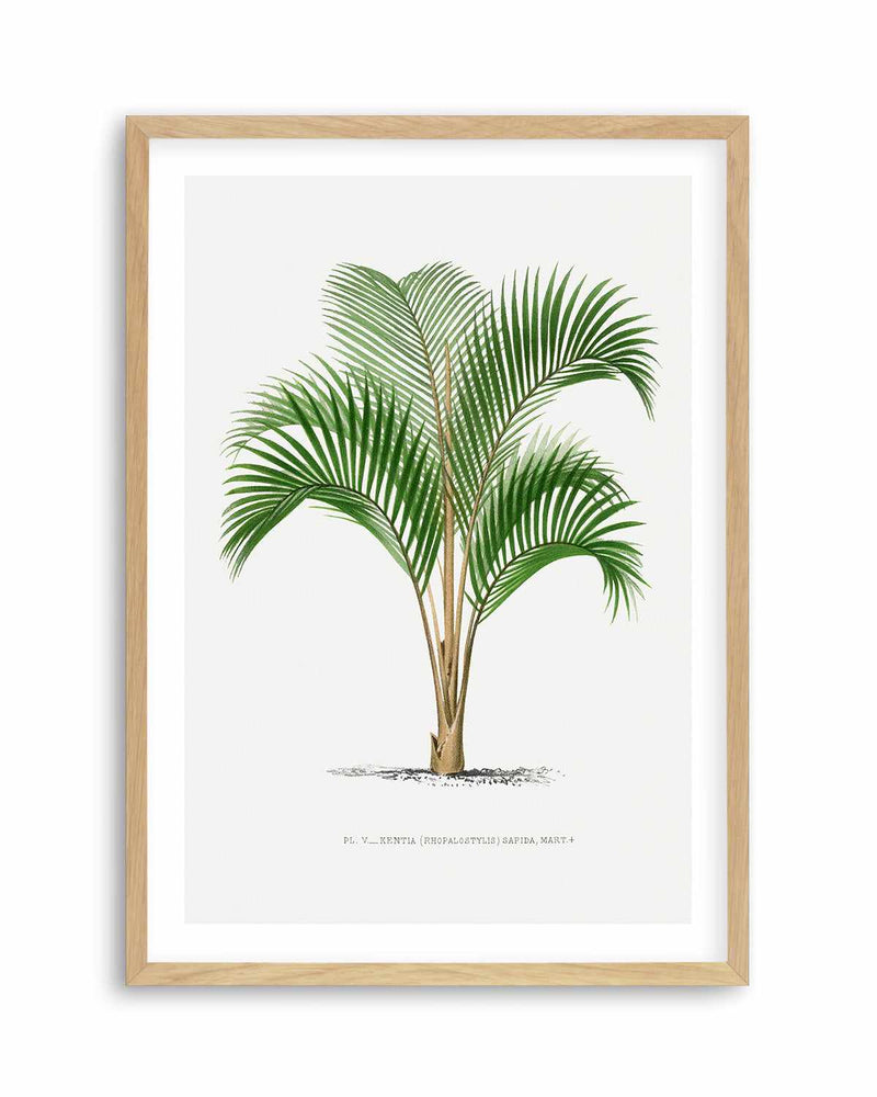 Kentia Sapida Vintage Palm Poster Art Print