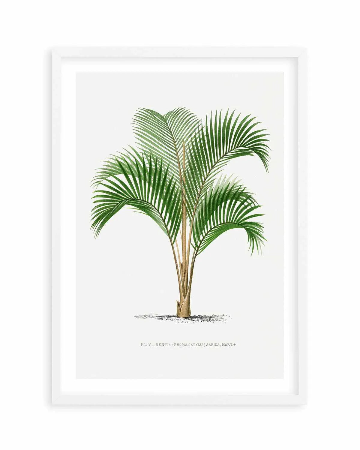 Kentia Sapida Vintage Palm Poster Art Print from Olive et Oriel where you can shop wallpaper and artworks online