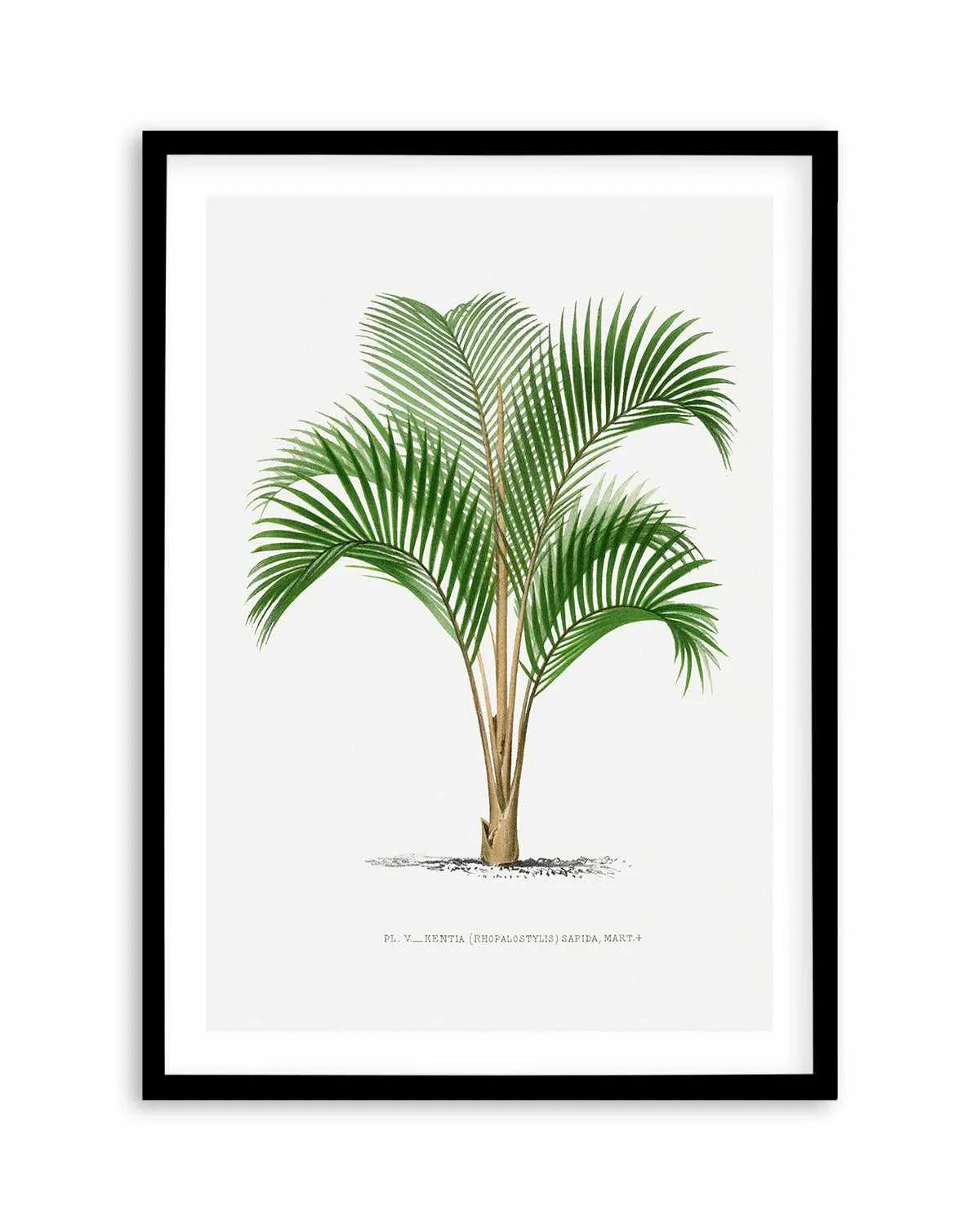 Kentia Sapida Vintage Palm Poster Art Print from Olive et Oriel where you can shop wallpaper and artworks online