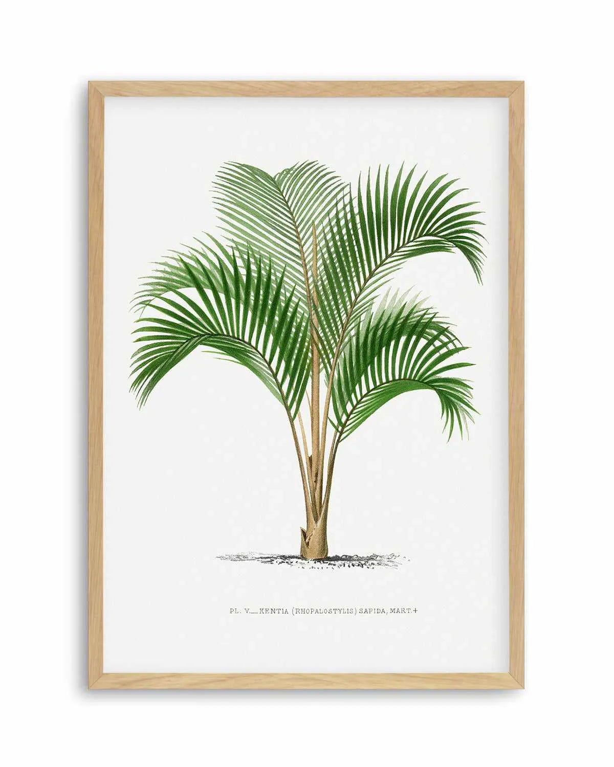 Kentia Sapida Vintage Palm Poster Art Print from Olive et Oriel where you can shop wallpaper and artworks online