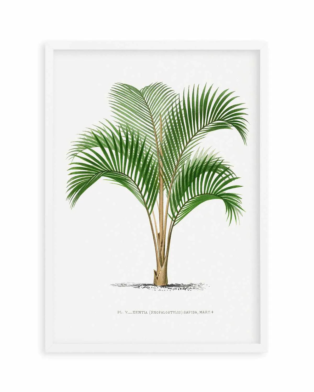 Kentia Sapida Vintage Palm Poster Art Print from Olive et Oriel where you can shop wallpaper and artworks online
