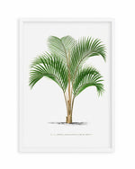 Kentia Sapida Vintage Palm Poster Art Print