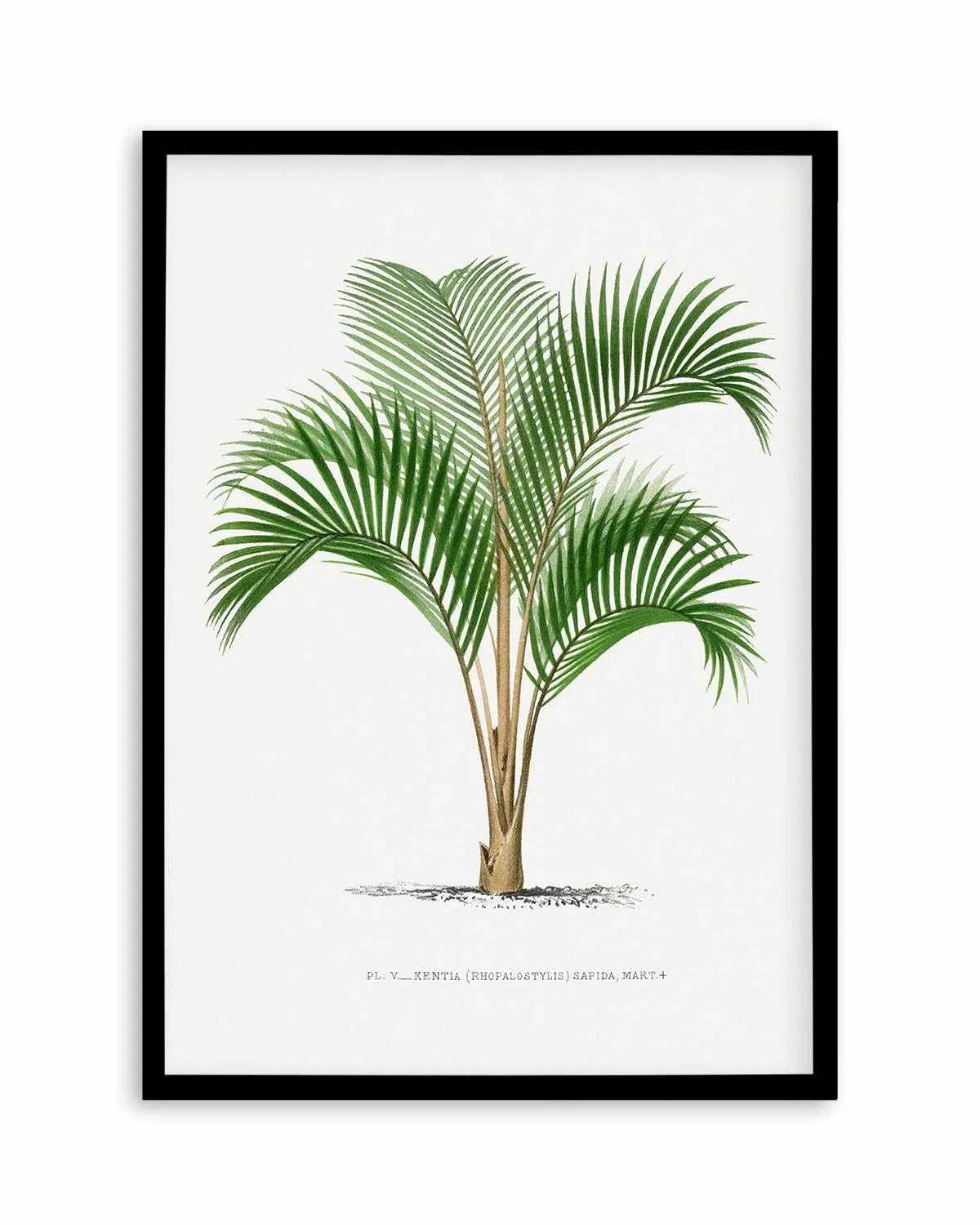 Kentia Sapida Vintage Palm Poster Art Print from Olive et Oriel where you can shop wallpaper and artworks online