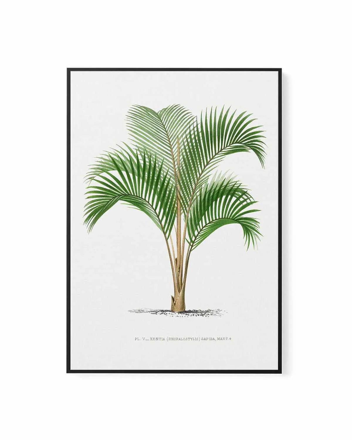 Kentia Sapida Vintage Palm Poster | Framed Canvas Art Print from Olive et Oriel where you can shop wallpaper and artworks online