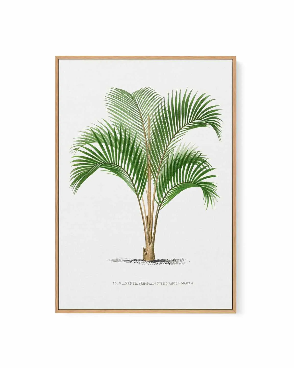Kentia Sapida Vintage Palm Poster | Framed Canvas Art Print from Olive et Oriel where you can shop wallpaper and artworks online