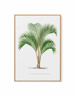 Kentia Sapida Vintage Palm Poster | Framed Canvas Art Print