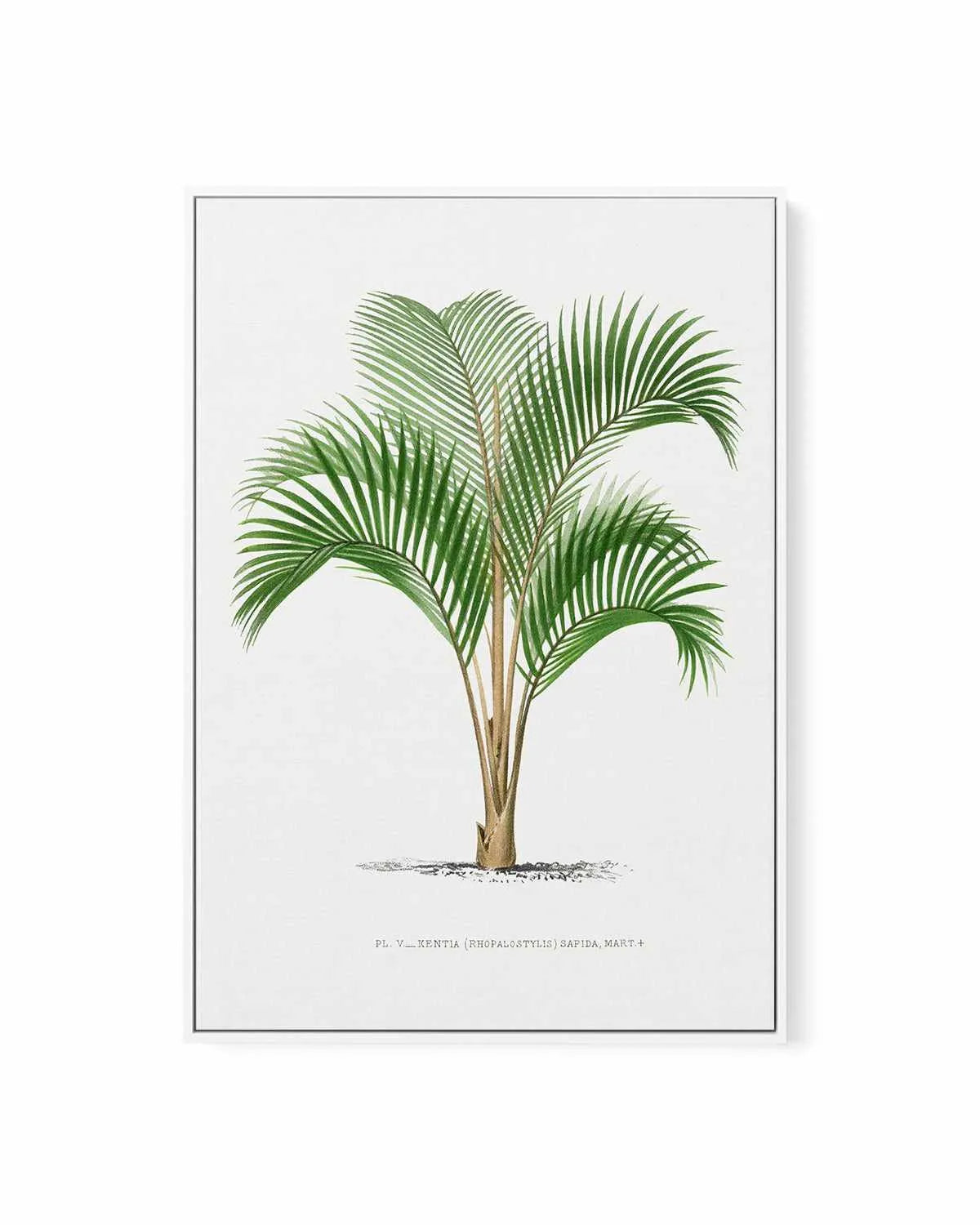 Kentia Sapida Vintage Palm Poster | Framed Canvas Art Print from Olive et Oriel where you can shop wallpaper and artworks online