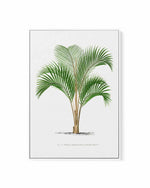 Kentia Sapida Vintage Palm Poster | Framed Canvas Art Print