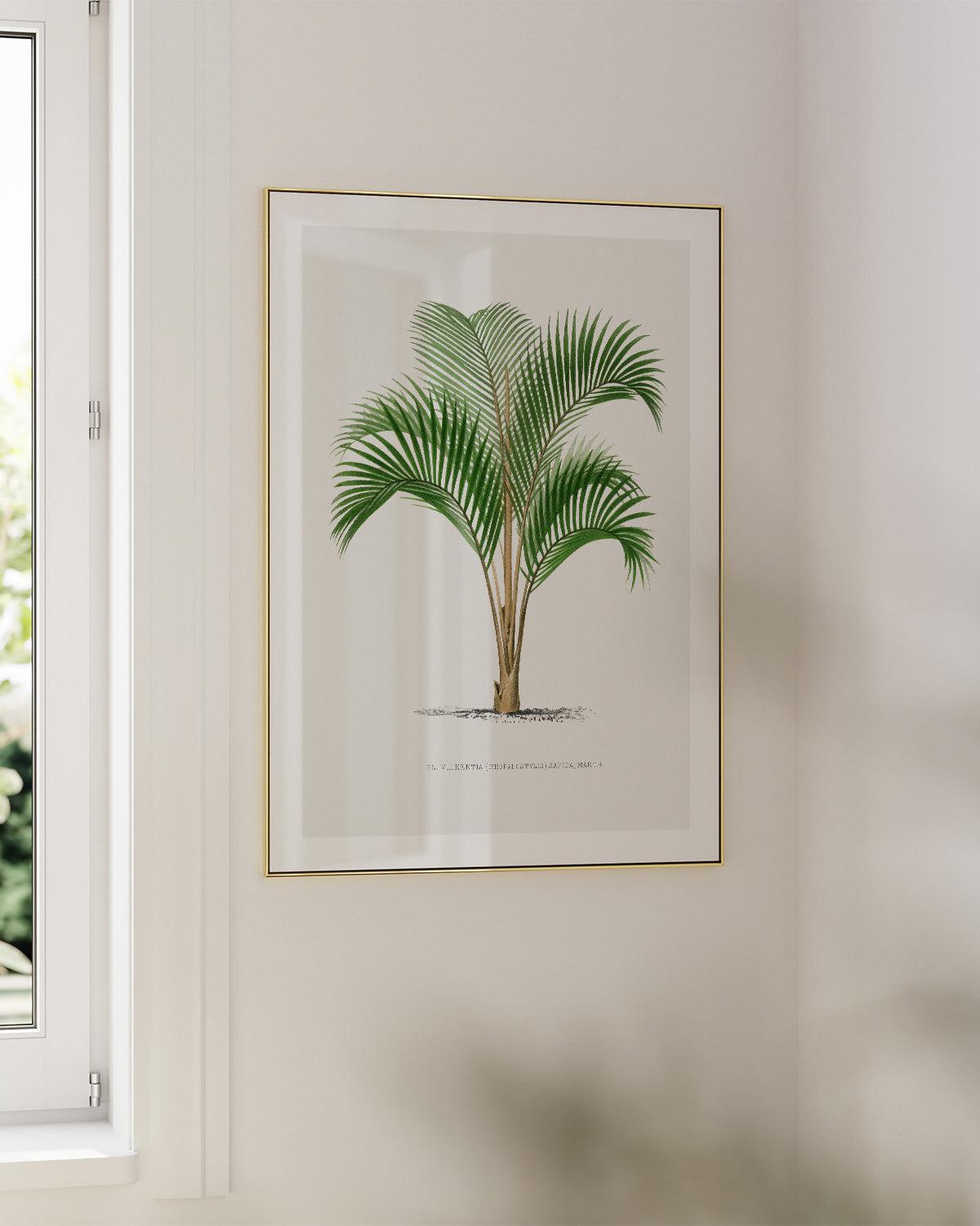 Kentia Sapida Vintage Palm Poster Art Print