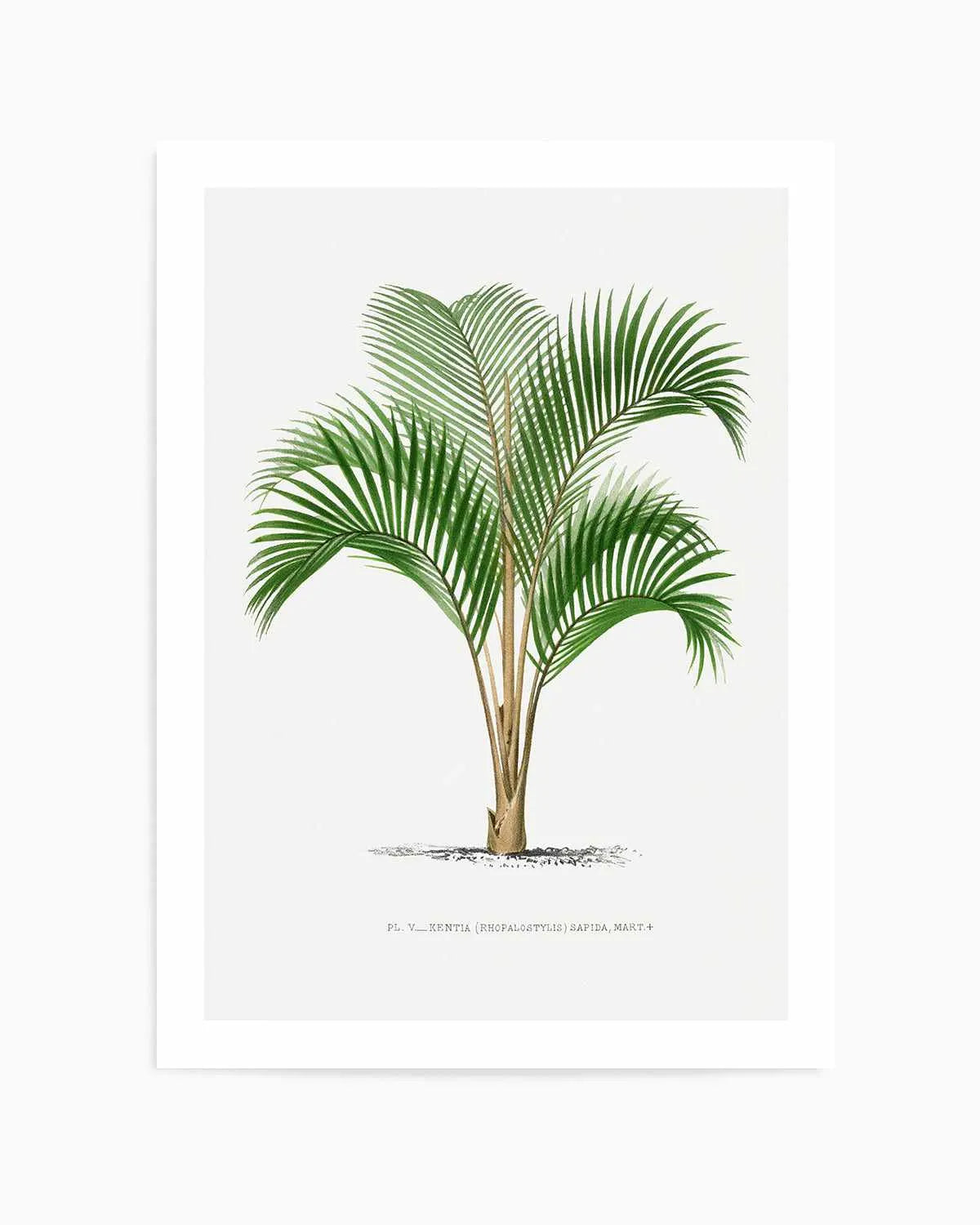 Kentia Sapida Vintage Palm Poster Art Print from Olive et Oriel where you can shop wallpaper and artworks online