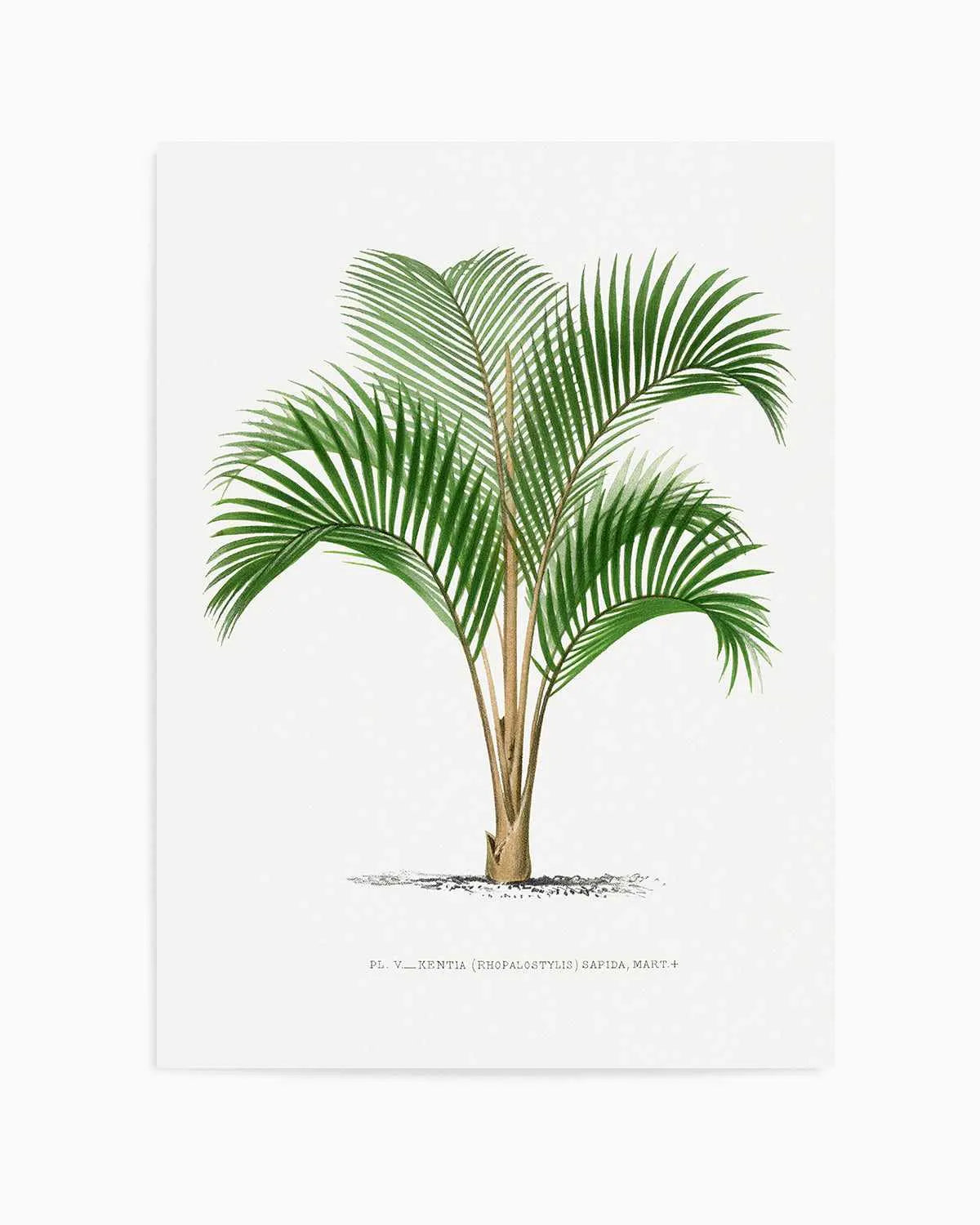 Kentia Sapida Vintage Palm Poster Art Print from Olive et Oriel where you can shop wallpaper and artworks online