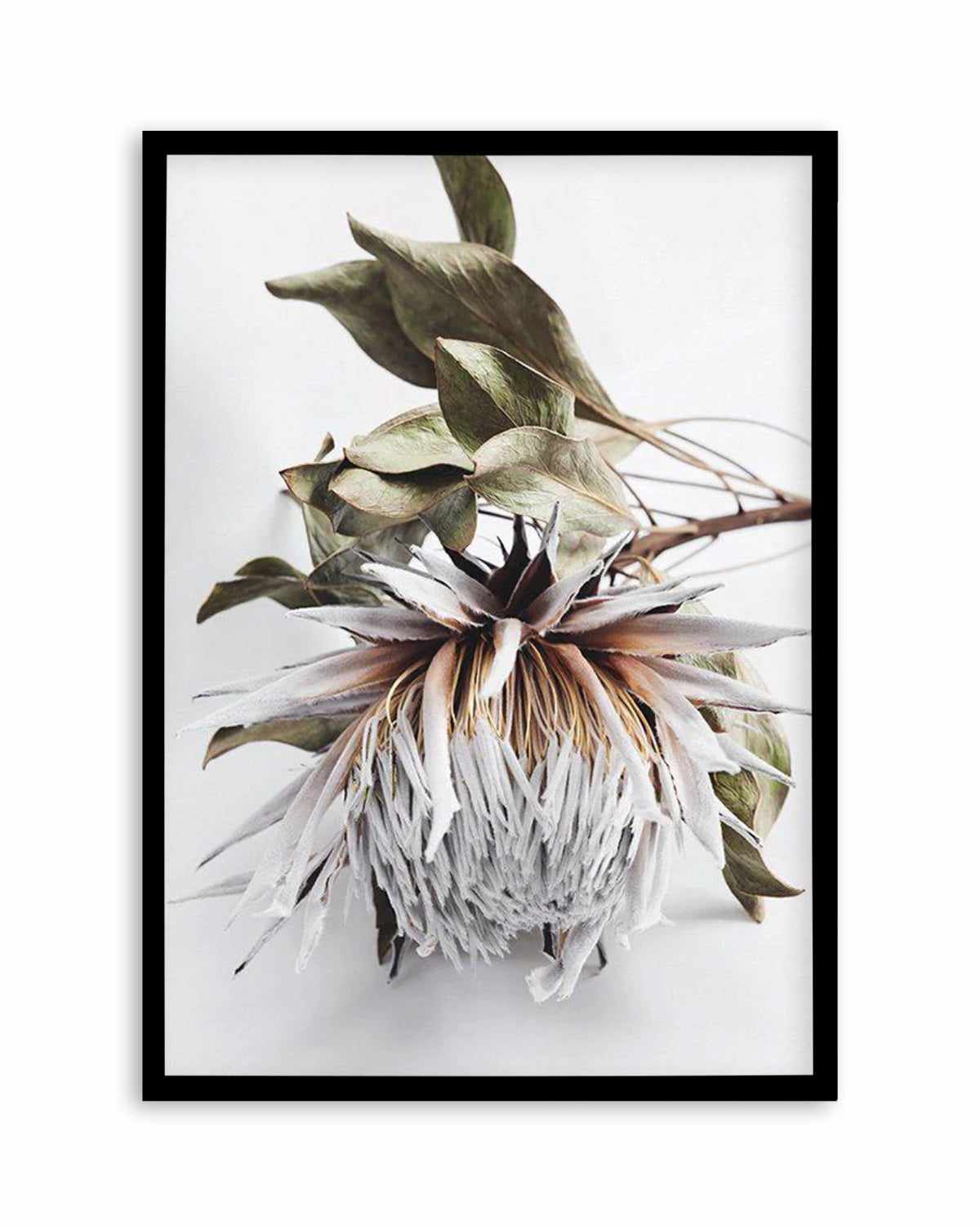 King Protea I Art Print