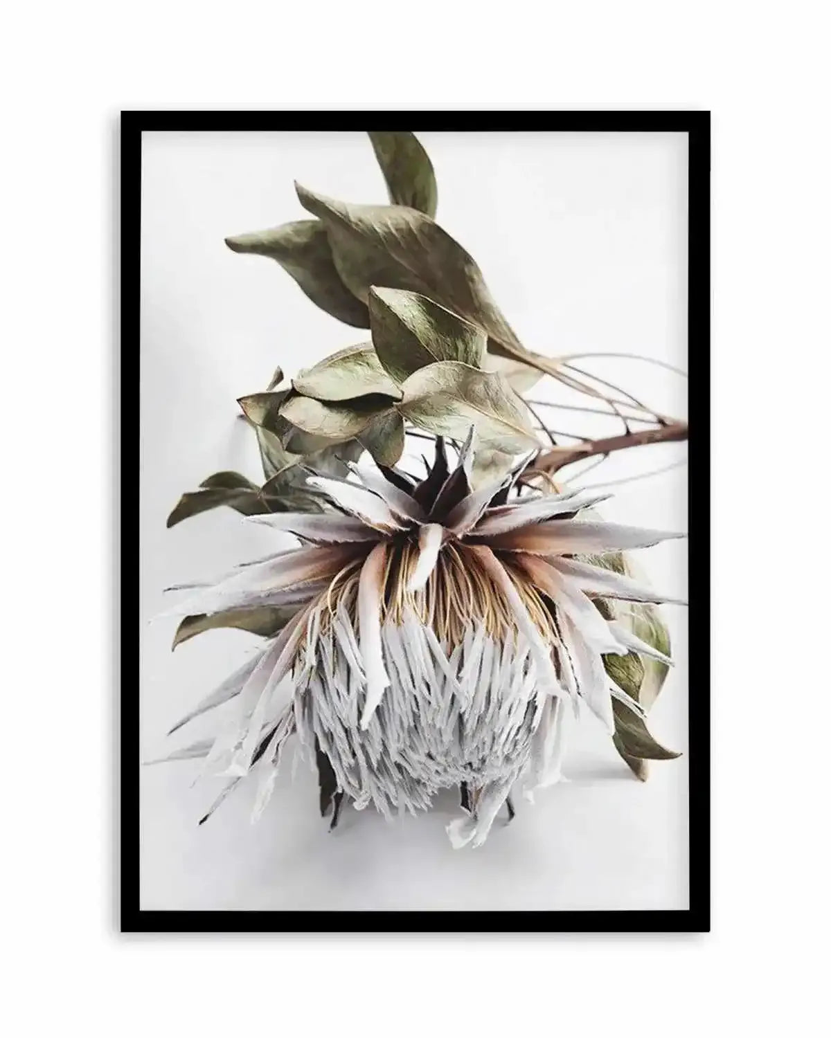 King Protea I Art Print from Olive et Oriel where you can shop wallpaper and artworks online