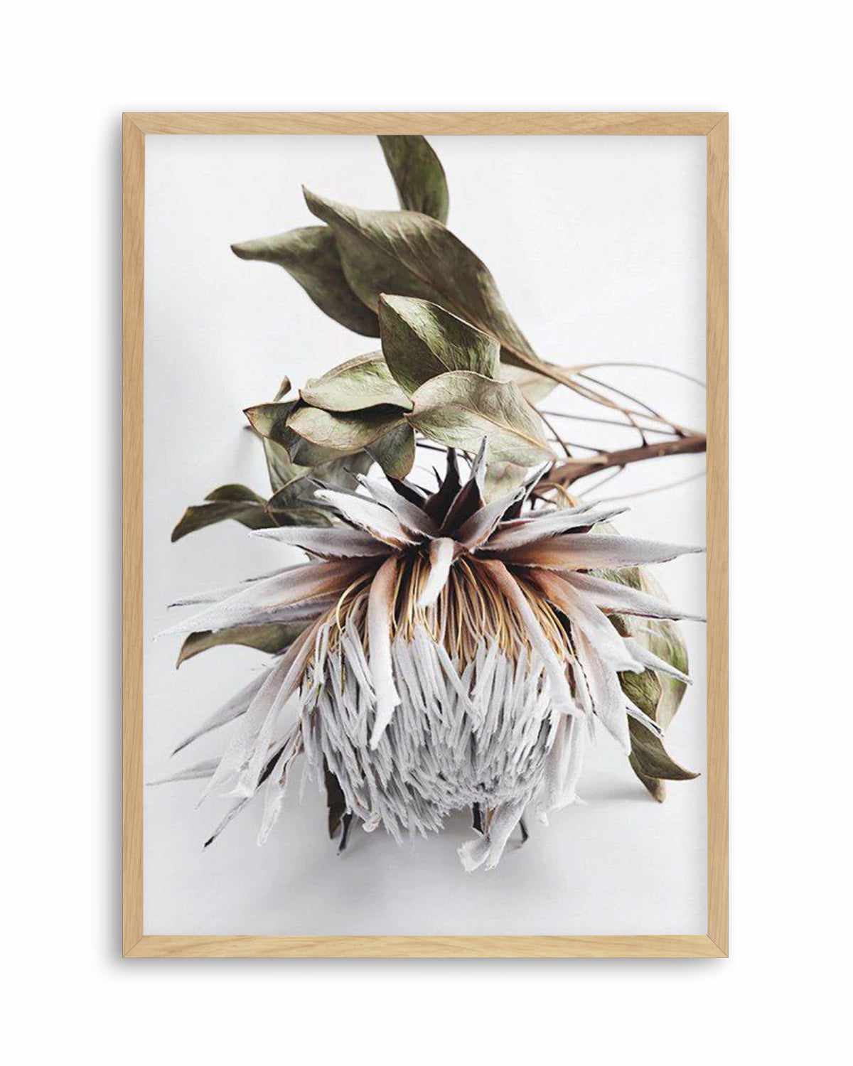 King Protea I Art Print