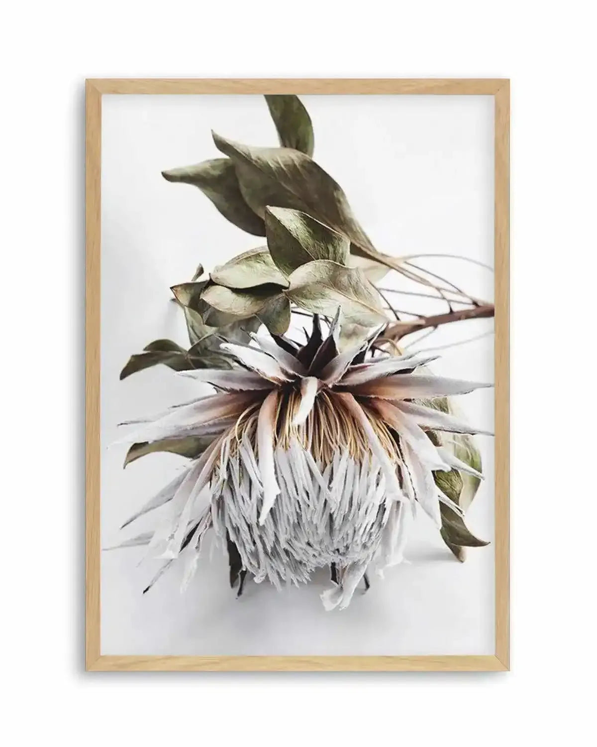 King Protea I Art Print from Olive et Oriel where you can shop wallpaper and artworks online
