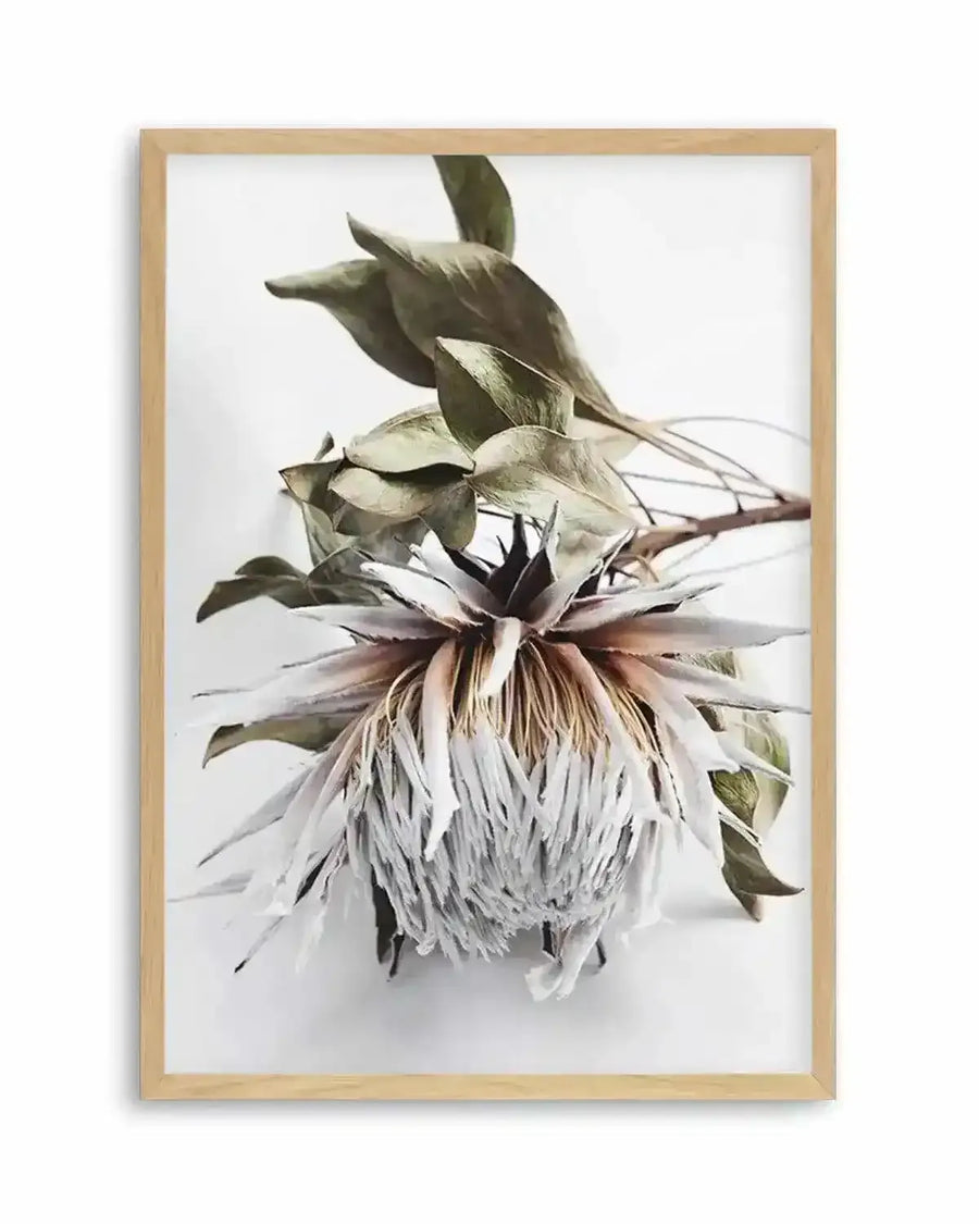 Premium king-protea-i-1 from Olive et Oriel