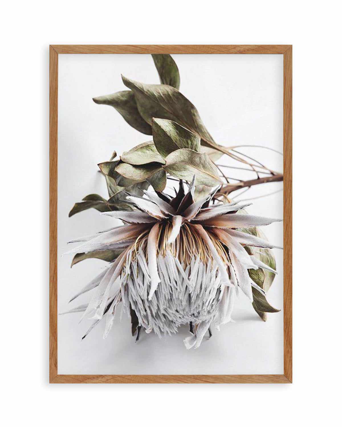 King Protea I Art Print