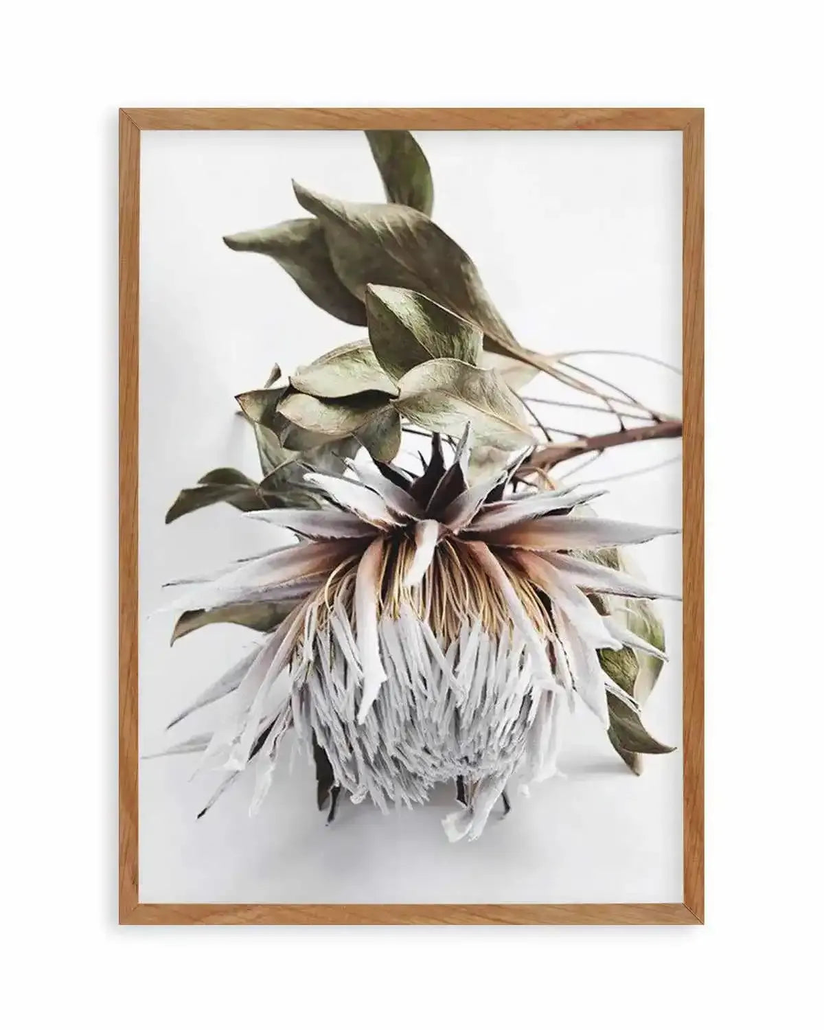King Protea I Art Print from Olive et Oriel where you can shop wallpaper and artworks online