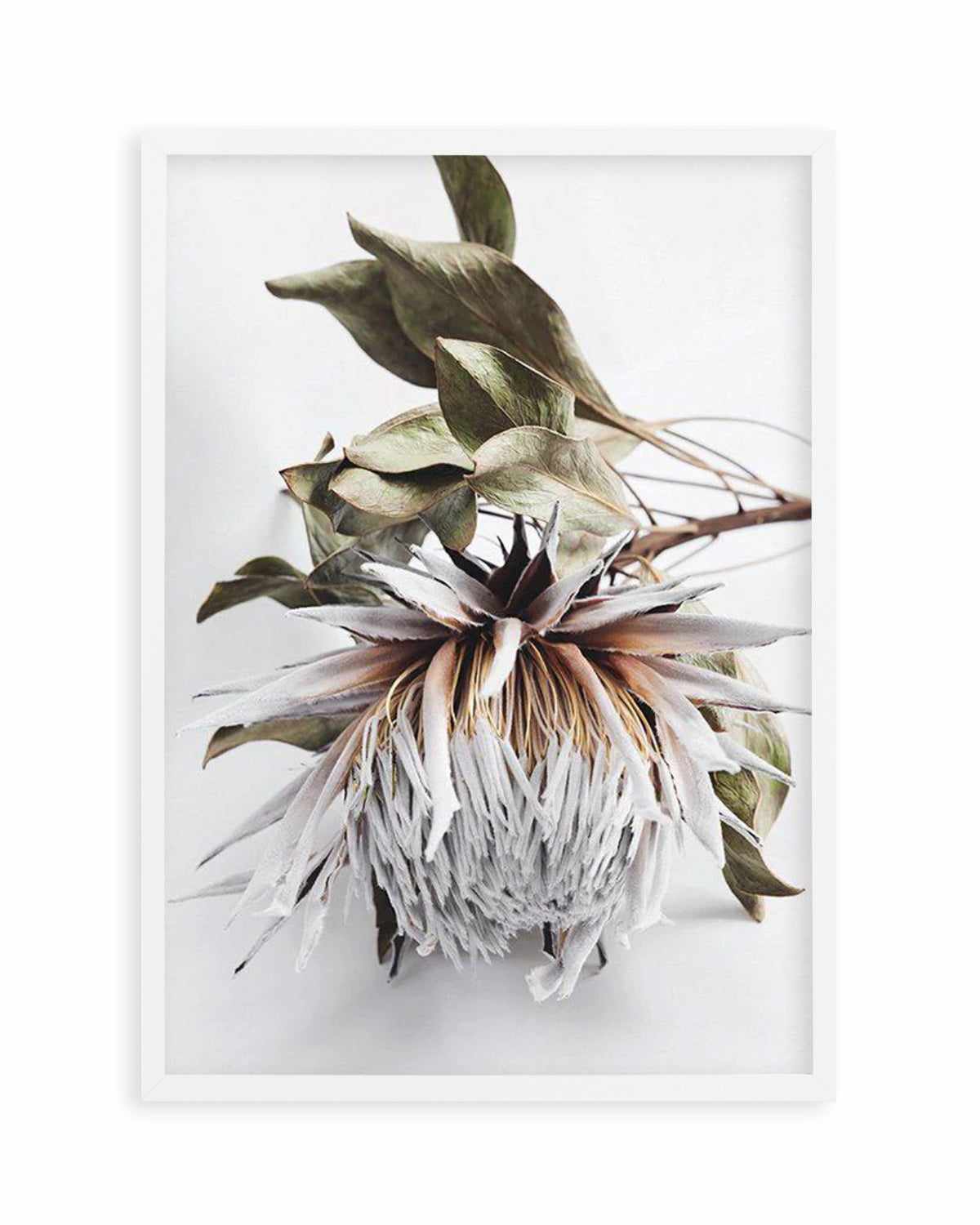 King Protea I Art Print