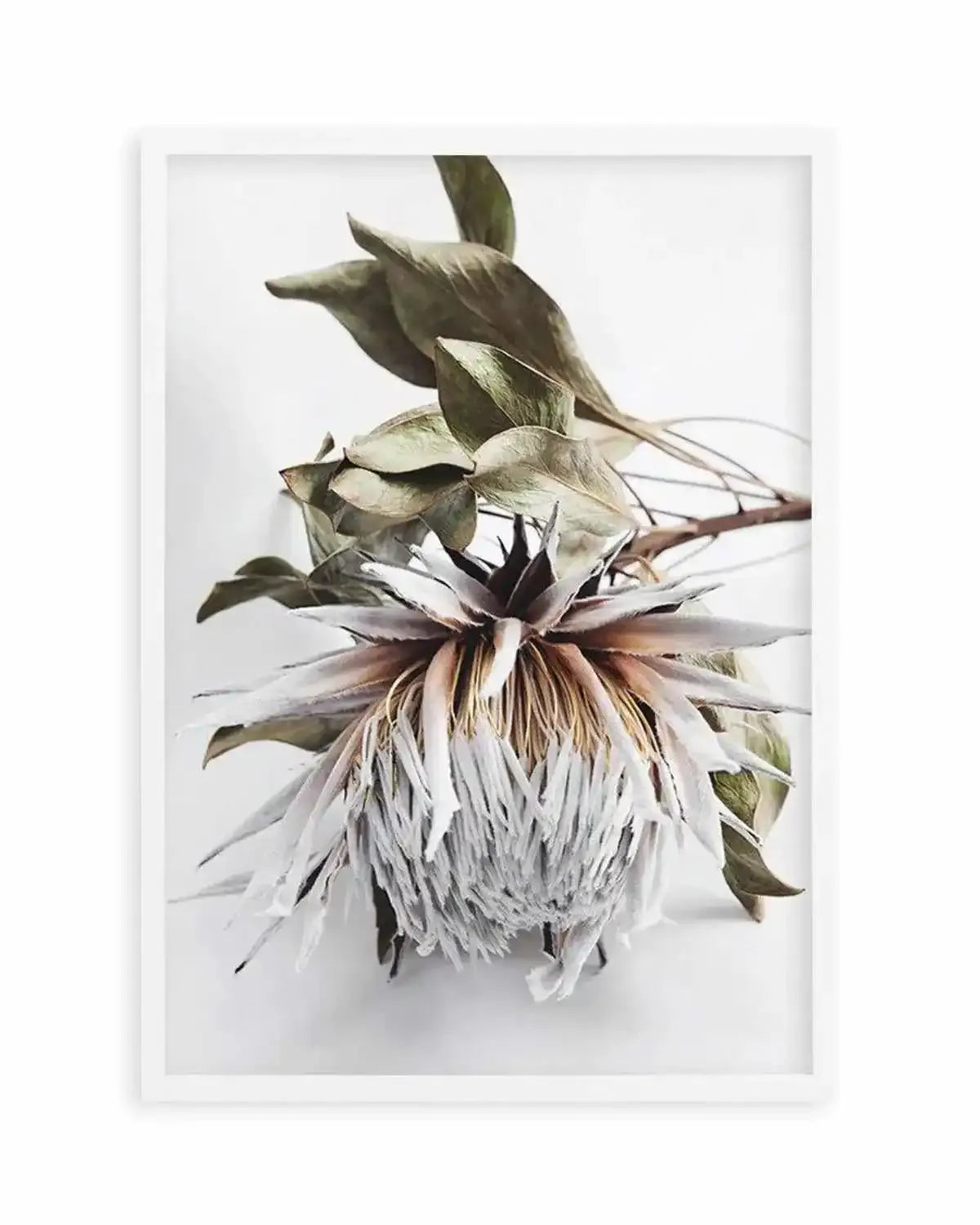 King Protea I Art Print from Olive et Oriel where you can shop wallpaper and artworks online