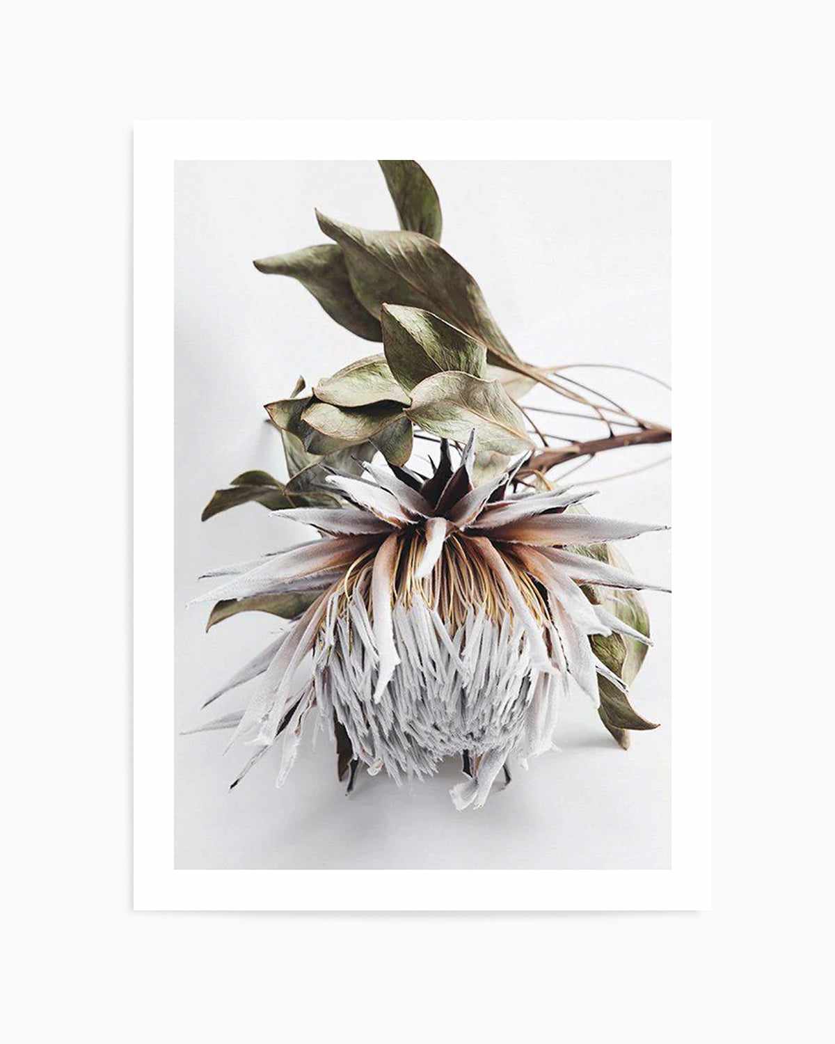 King Protea I Art Print