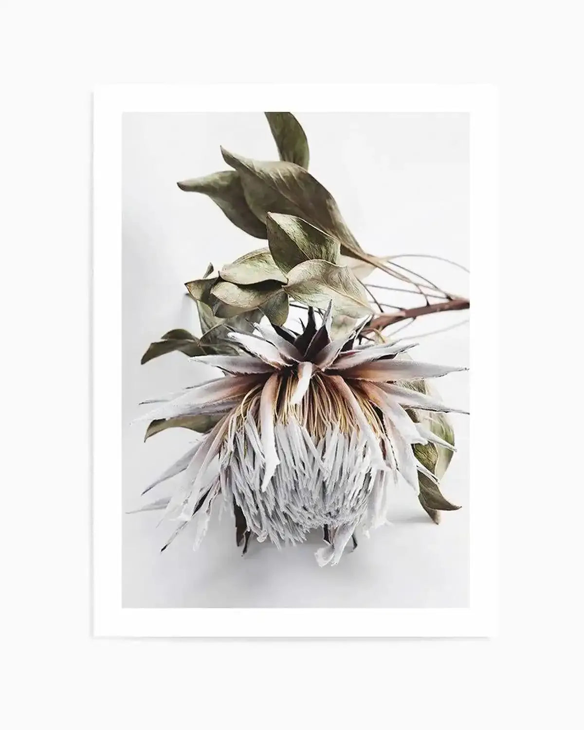 King Protea I Art Print from Olive et Oriel where you can shop wallpaper and artworks online