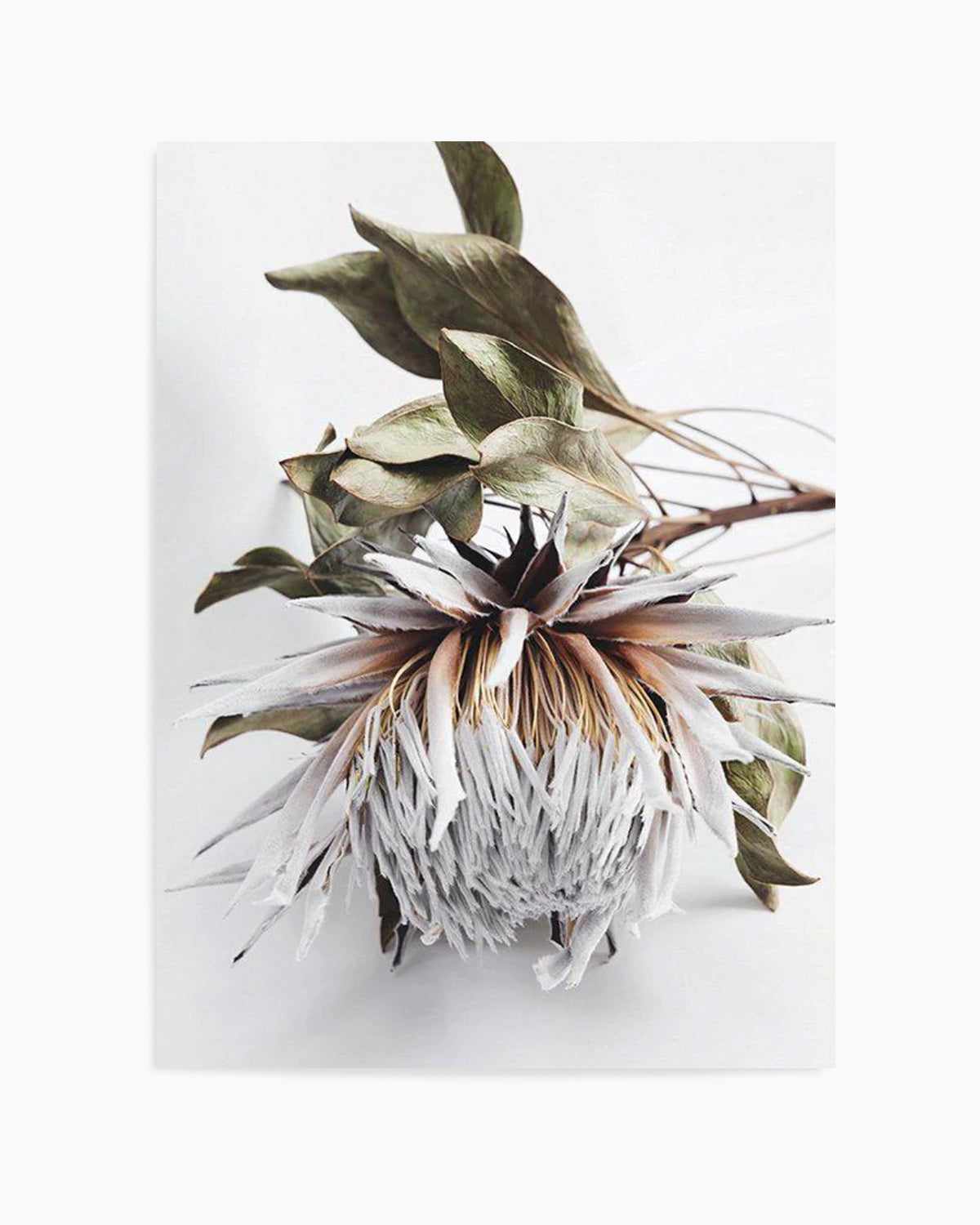 King Protea I Art Print