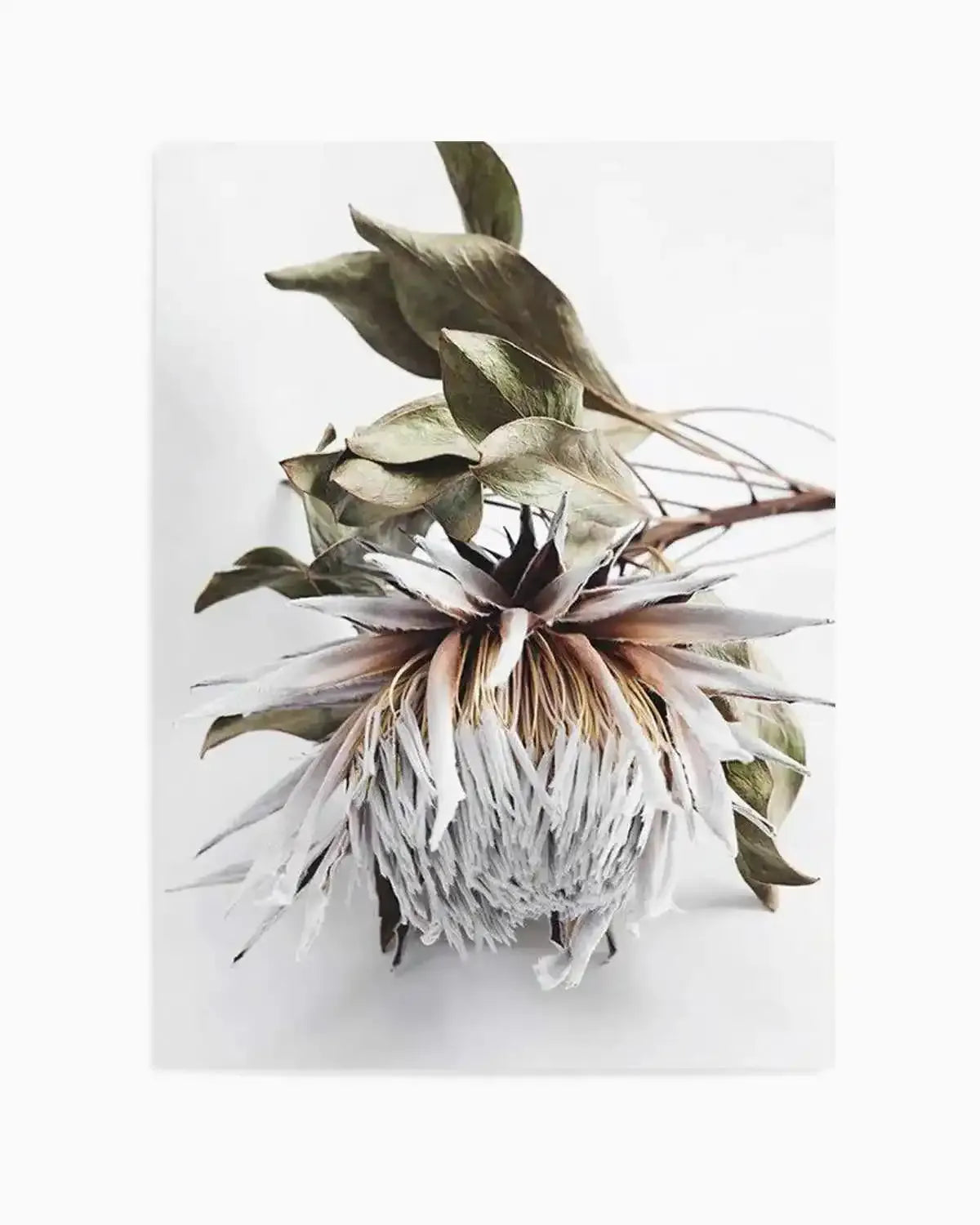 King Protea I Art Print from Olive et Oriel where you can shop wallpaper and artworks online