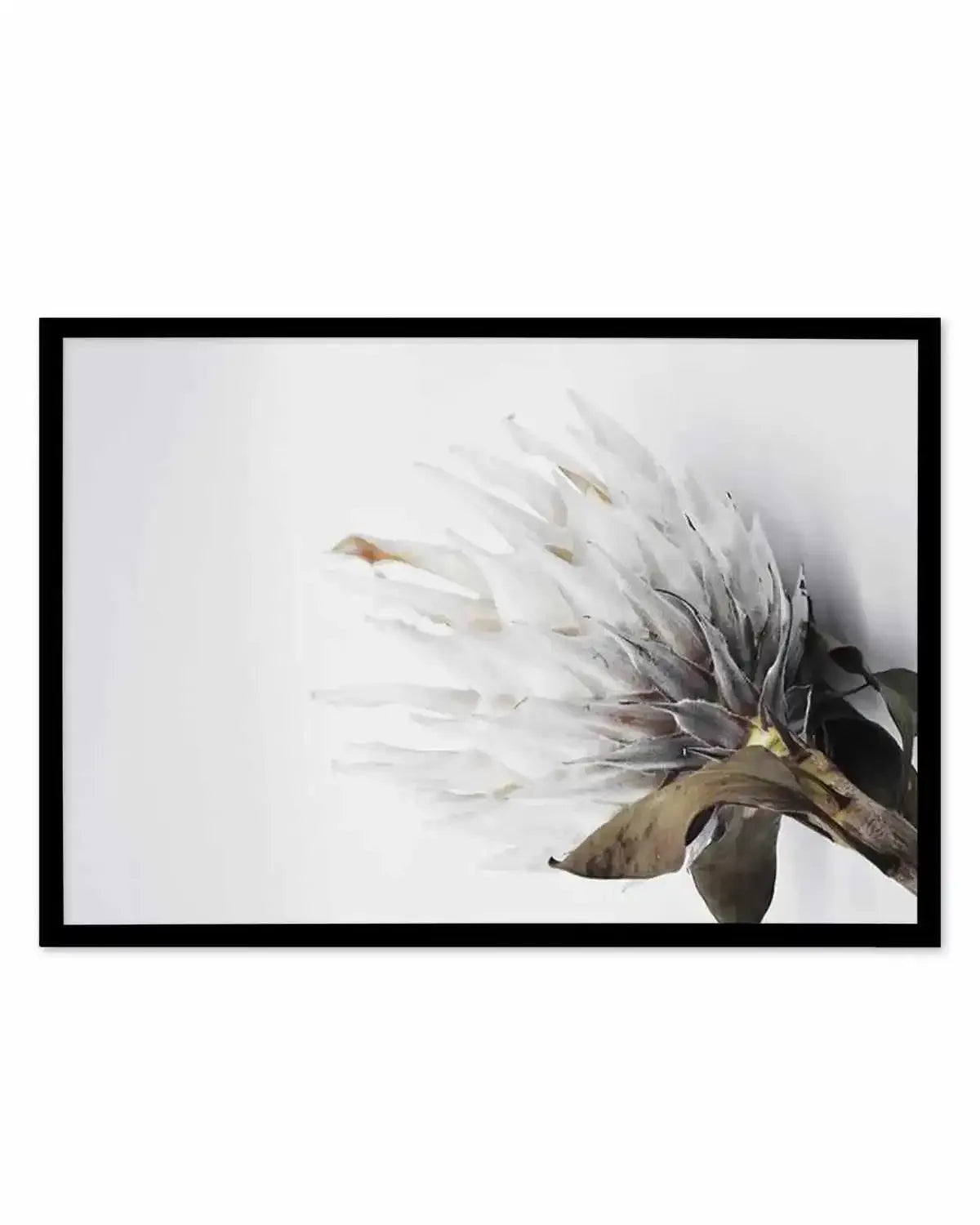 King Protea II Art Print from Olive et Oriel where you can shop wallpaper and artworks online